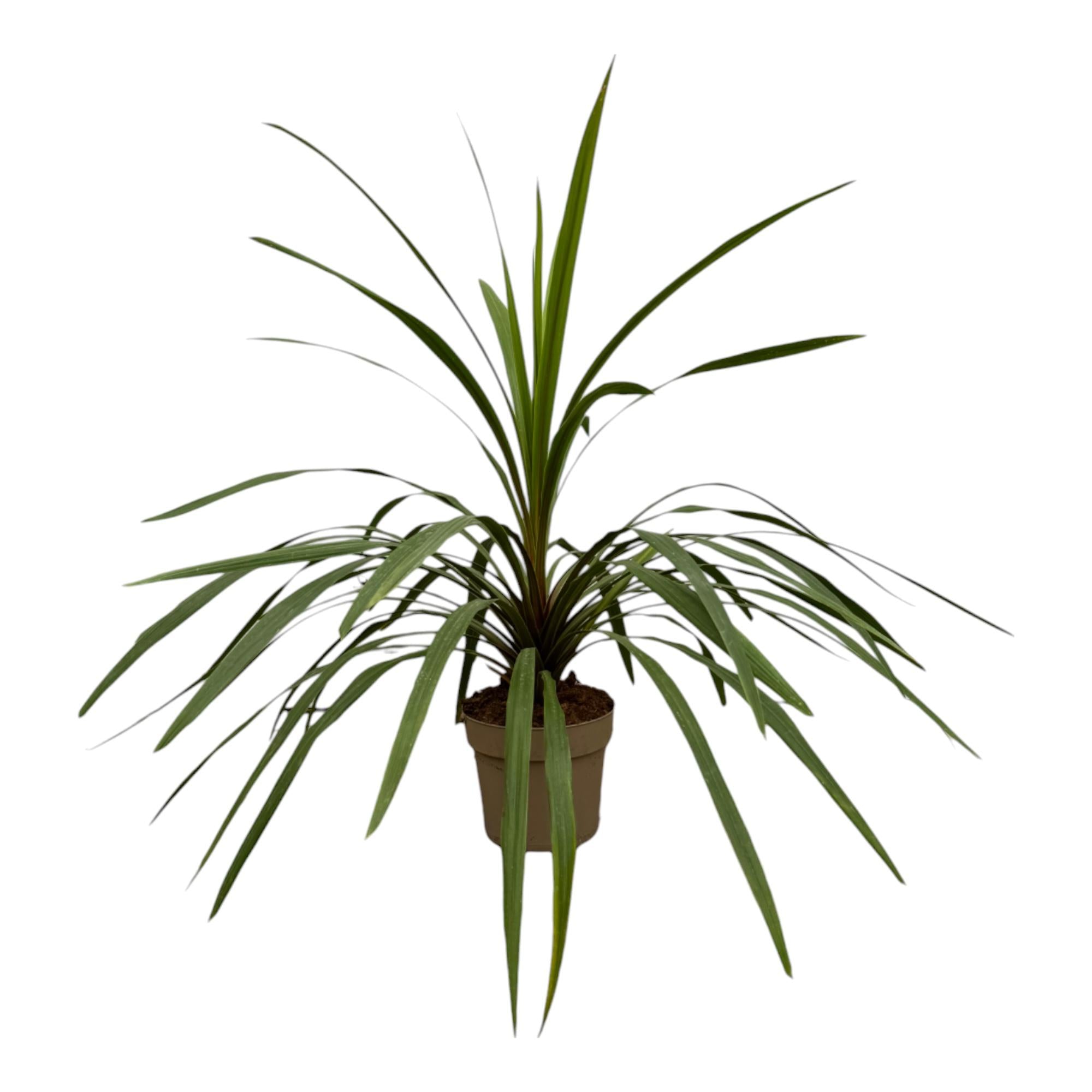 Keulenlilie - Cordyline Peko | 90 cm | Ø24cm
