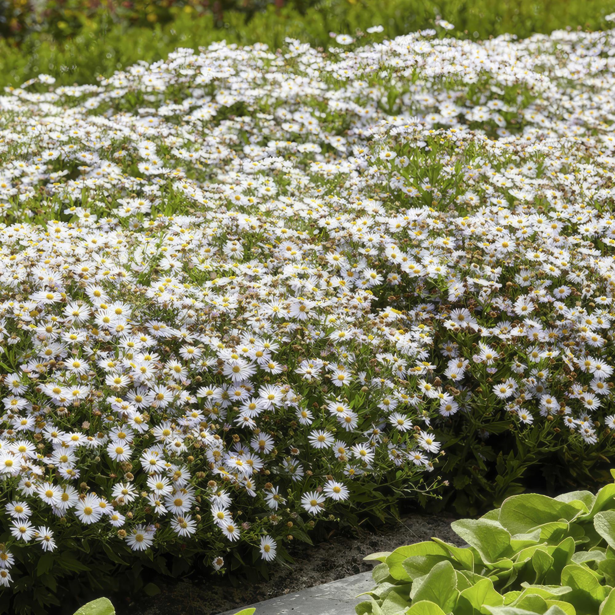 48x Herbstaster - Aster ageratoides 'Ashvi' | 10-25cm | Ø9cm
