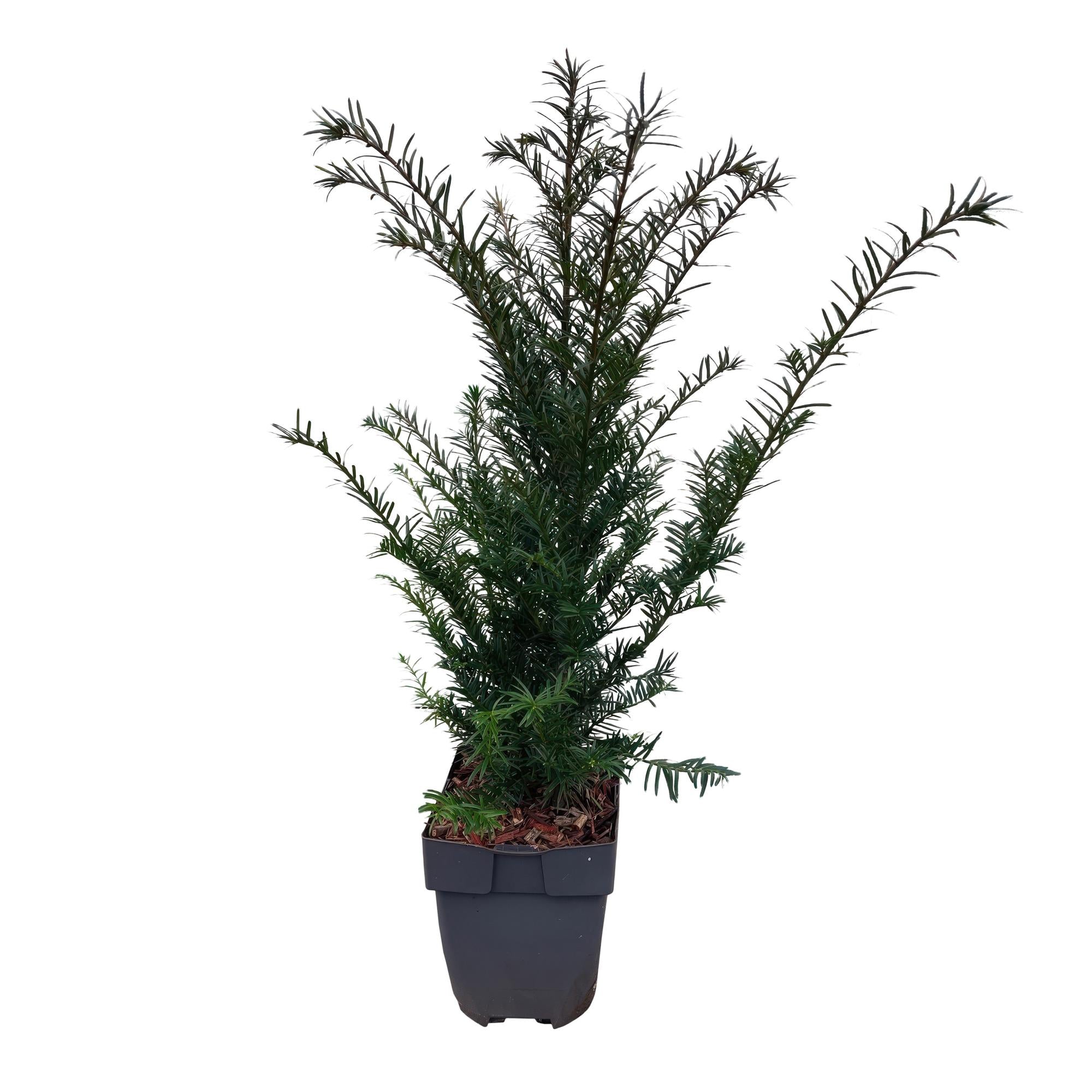 6x Europäische Eibe - Taxus baccata | 6 Pflanzen - 1 laufender Meter | Topf 17cm - Höhe 60cm