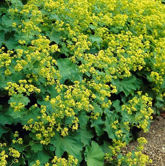 24x Frauenmantel - Alchemilla mollis | ↕10-25cm | Ø9cm