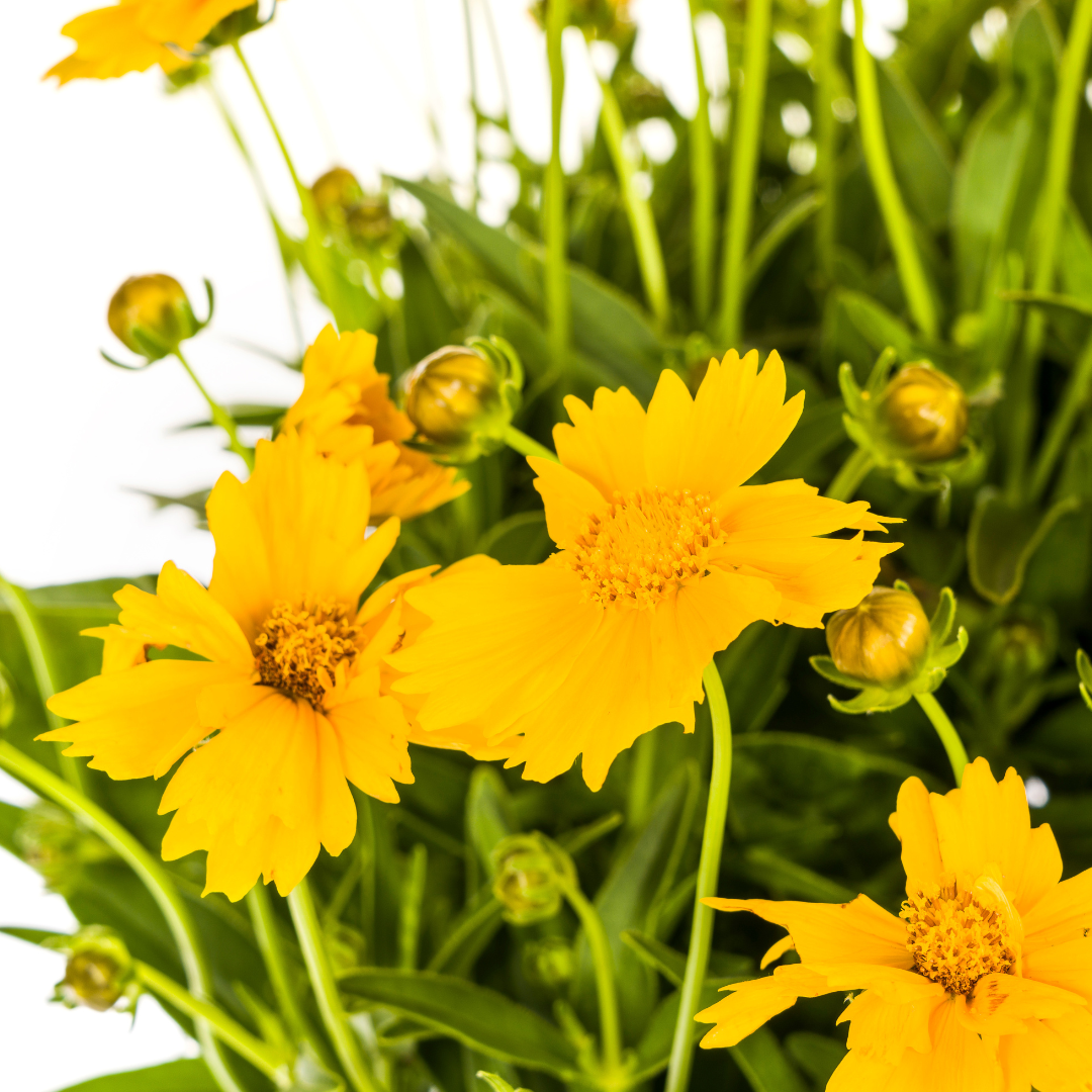 Großblumige Mädchenauge - Coreopsis grandiflora | 50-60 cm | Ø19 cm