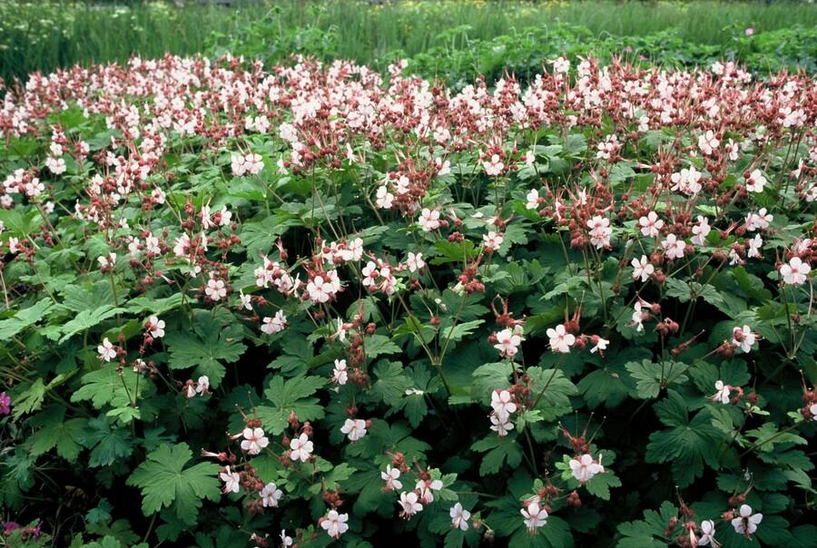 24x Großes Storchschnabel - Geranium macr. 'Spessart' | 10-25cm | Ø9cm