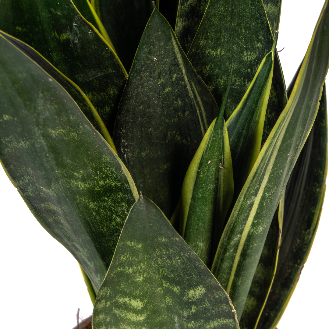 Bogenhanf - Schlangenpflanze - Sansevieria Trifasciata Futura Black | 45 - 55cm | Ø17cm
