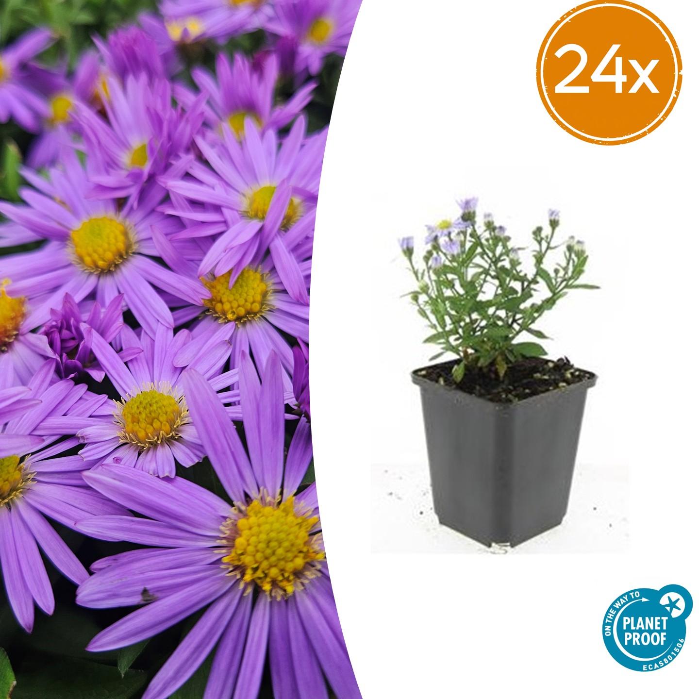 24x Herbstaster - Aster 'Prof. Anton Kippenberg' | 10-25cm | Ø9cm