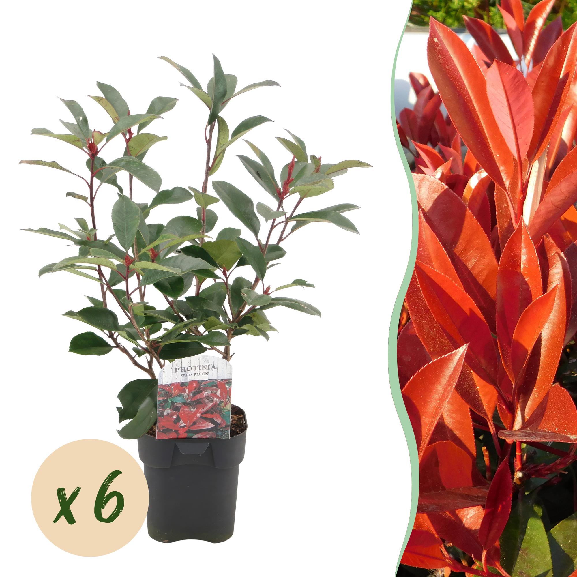6x Glanzmispel - Photinia fraseri Red Robin | 6 Pflanzen - 1 laufender Meter | Topf 17cm - Höhe 55cm