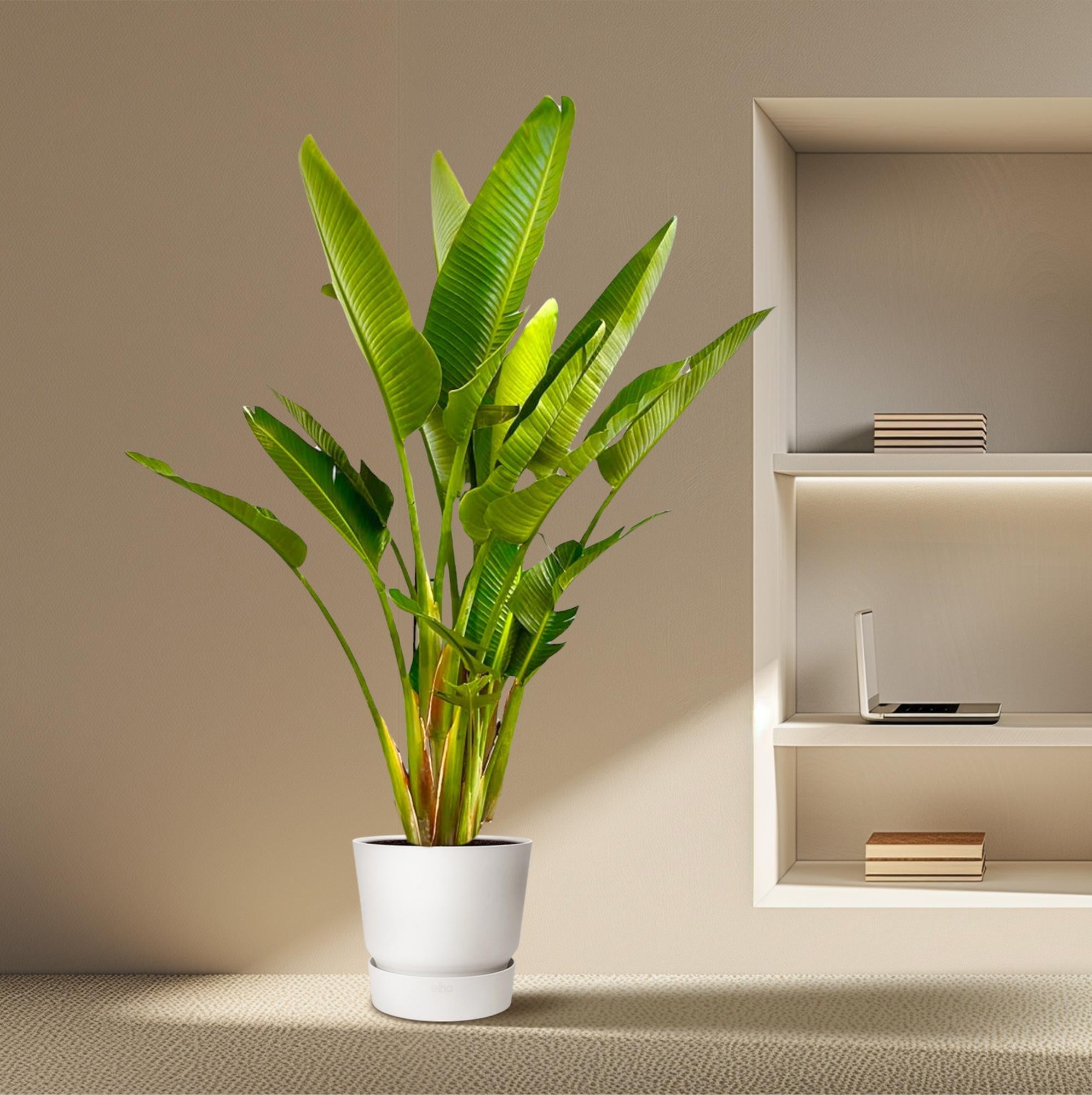 XXL Weiße Paradiesvogelblume - Strelitzia Augusta Multistamm | 225 cm | Ø40 cm