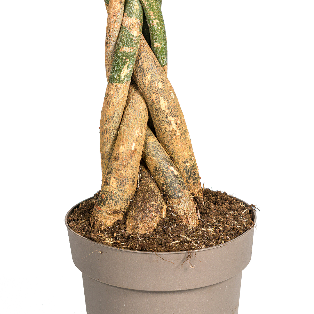 Glückskastanie – Pachira Aquatica | 160–180 cm | Ø30 cm
