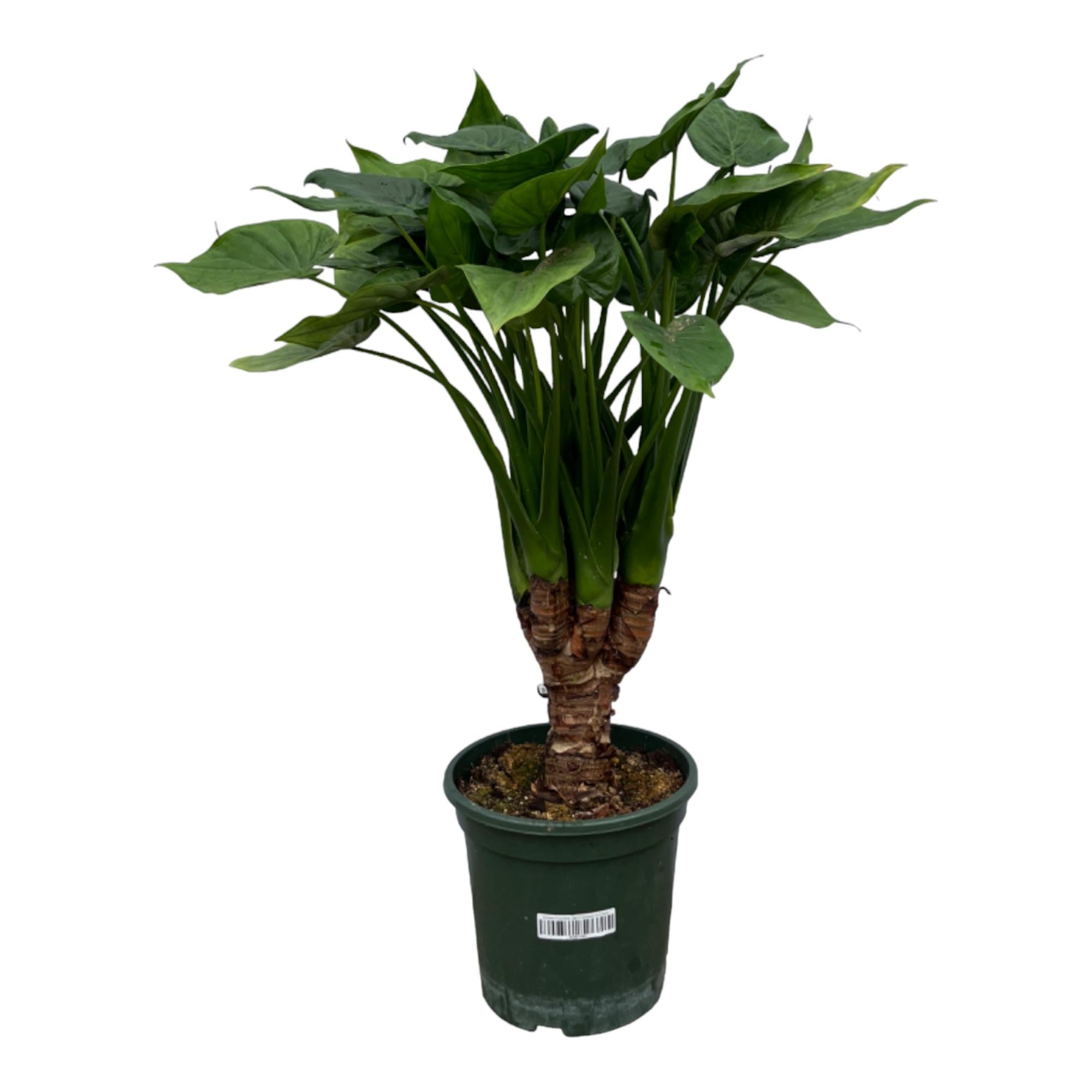 Elefantenohr auf Stamm - Alocasia Cucullatta | 120 cm | Ø26cm