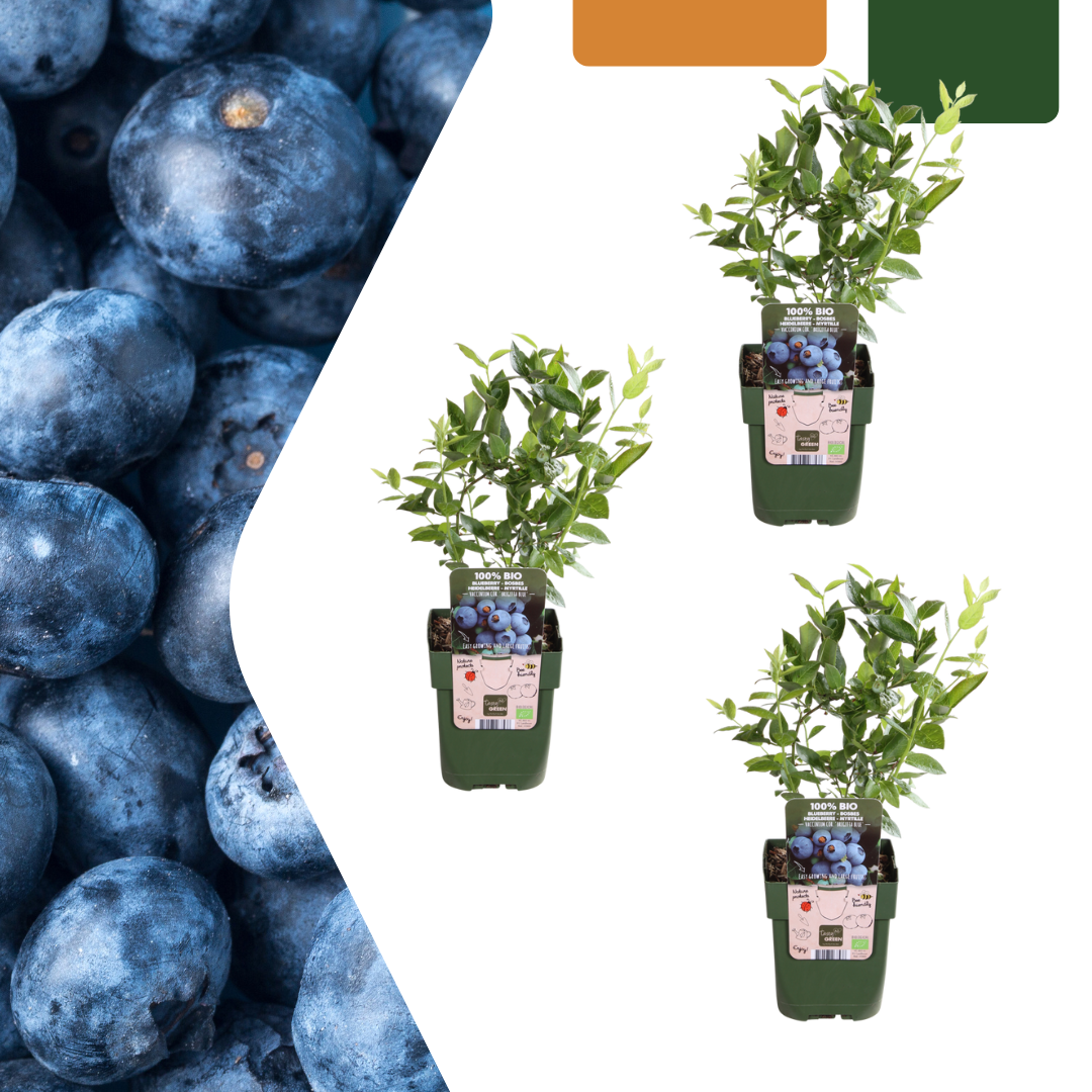 Bio-Blaubeerpflanzen Heidelbeeren – Vaccinium corymbosum | 20 cm | Topf Ø13 cm