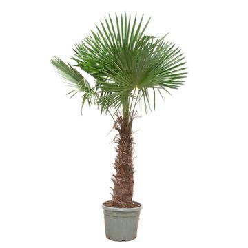 XXL Chinesische Hanfpalme - Trachycarpus Fortunei | 240- 270 cm