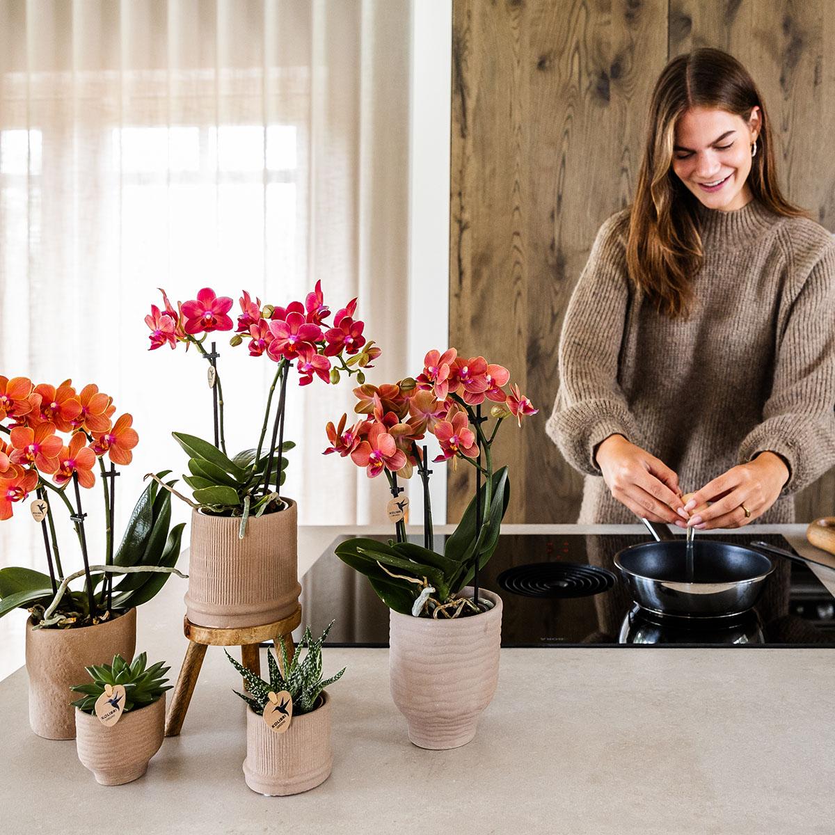 Rote Phalaenopsis-Orchidee - Kongo - Topfgröße Ø9cm | blühende Zimmerpflanze - frisch vom Züchter