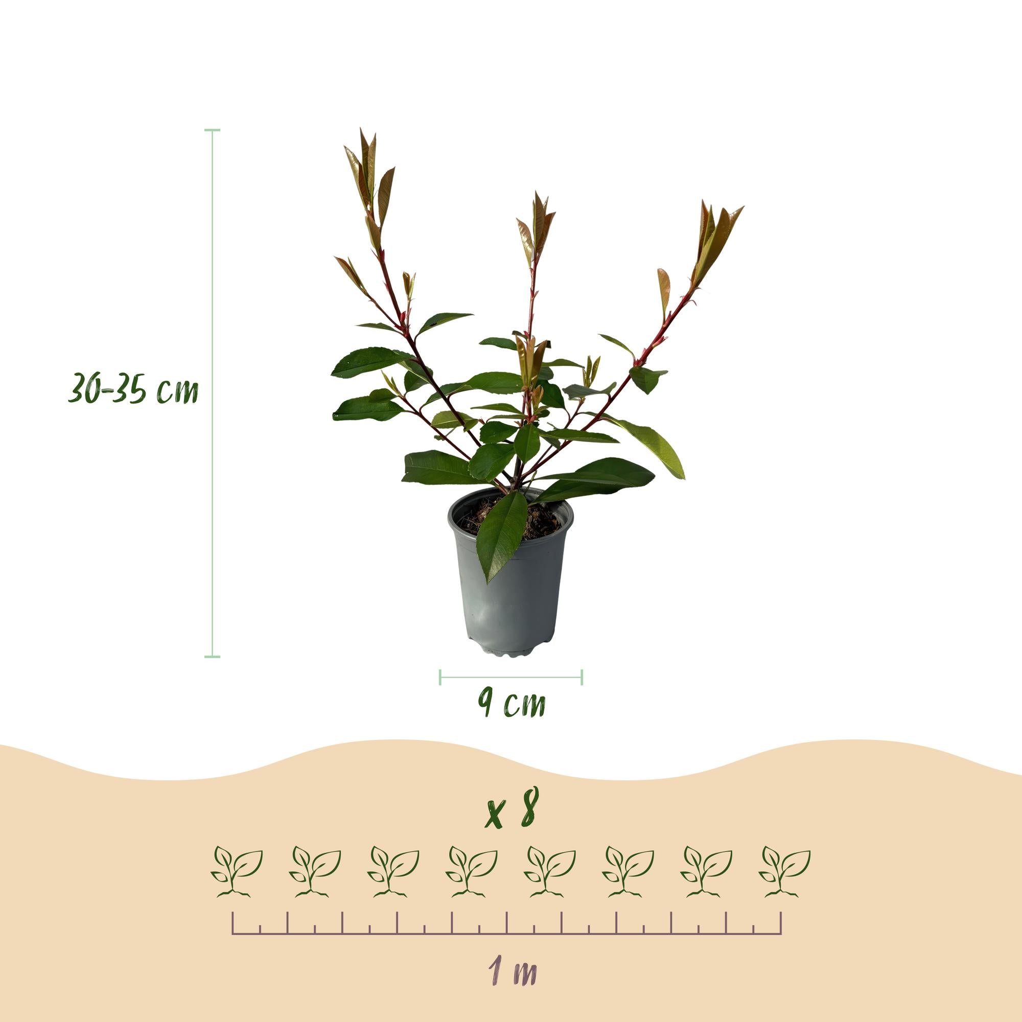 8x Rote Glanzmispel - Photnia fraseri Red Robin | 8 Pflanzen - 1 laufender Meter | Topf 9cm - Höhe 30-35cm