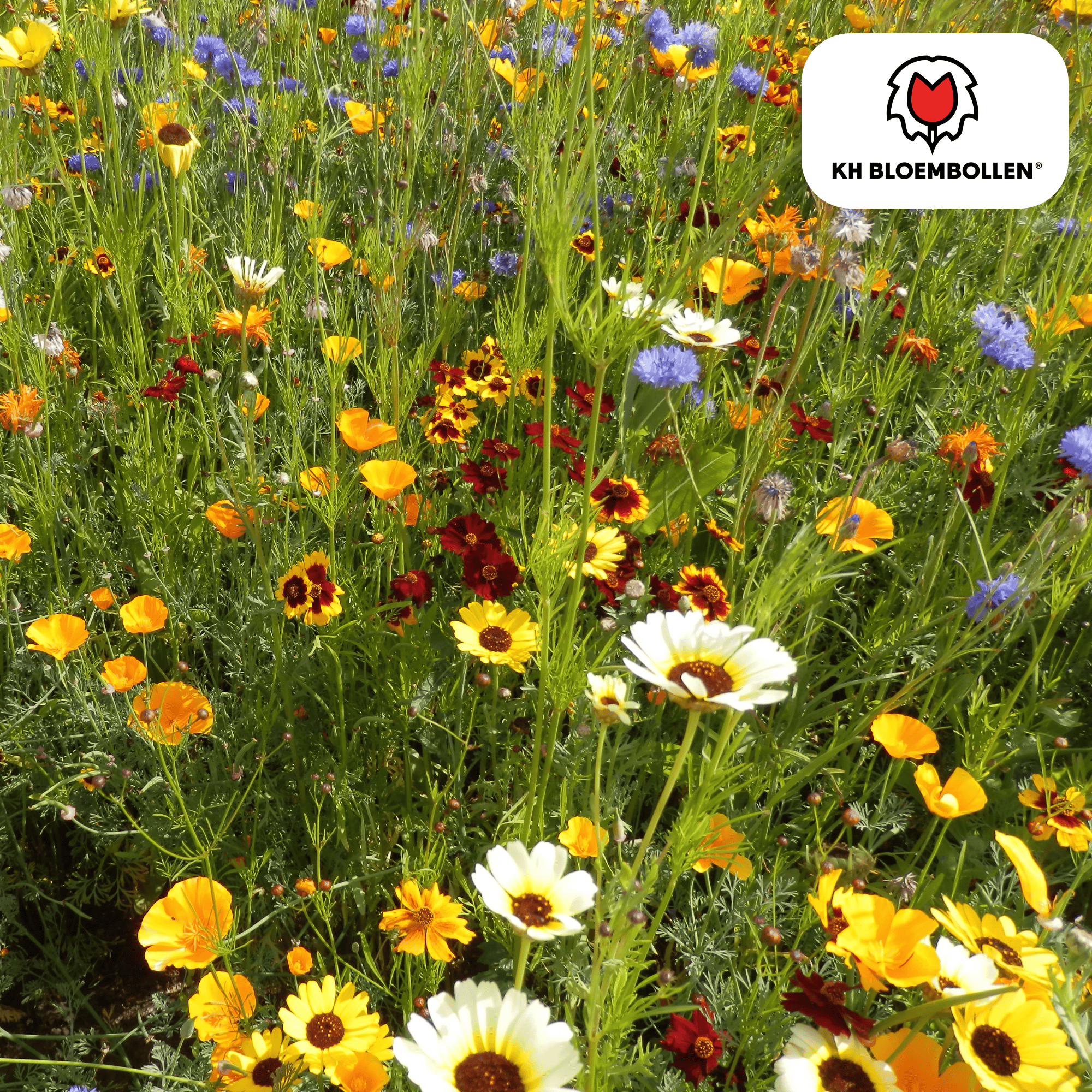 Wildblumen-Saatgutmischung – 100 g | Für Bienen, Schmetterlinge & Biodiversität | ca. 30–50 m²