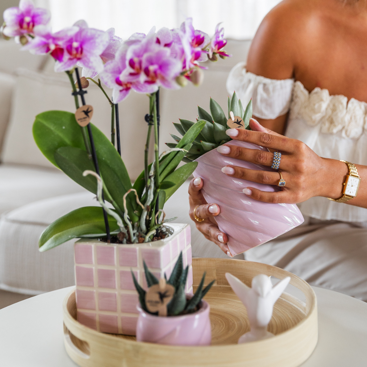 Rosa Phalaenopsis Orchidee - Mineral Rotterdam - Topfgröße Ø9cm | blühende Topfpflanze - frisch vom Züchter