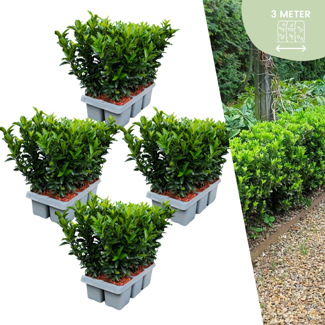 24x Spindelstrauch 'Green Spire' – Euonymus japonicus | Für 3 Meter Hecke | 15 cm hoch | Ø7 cm Topf