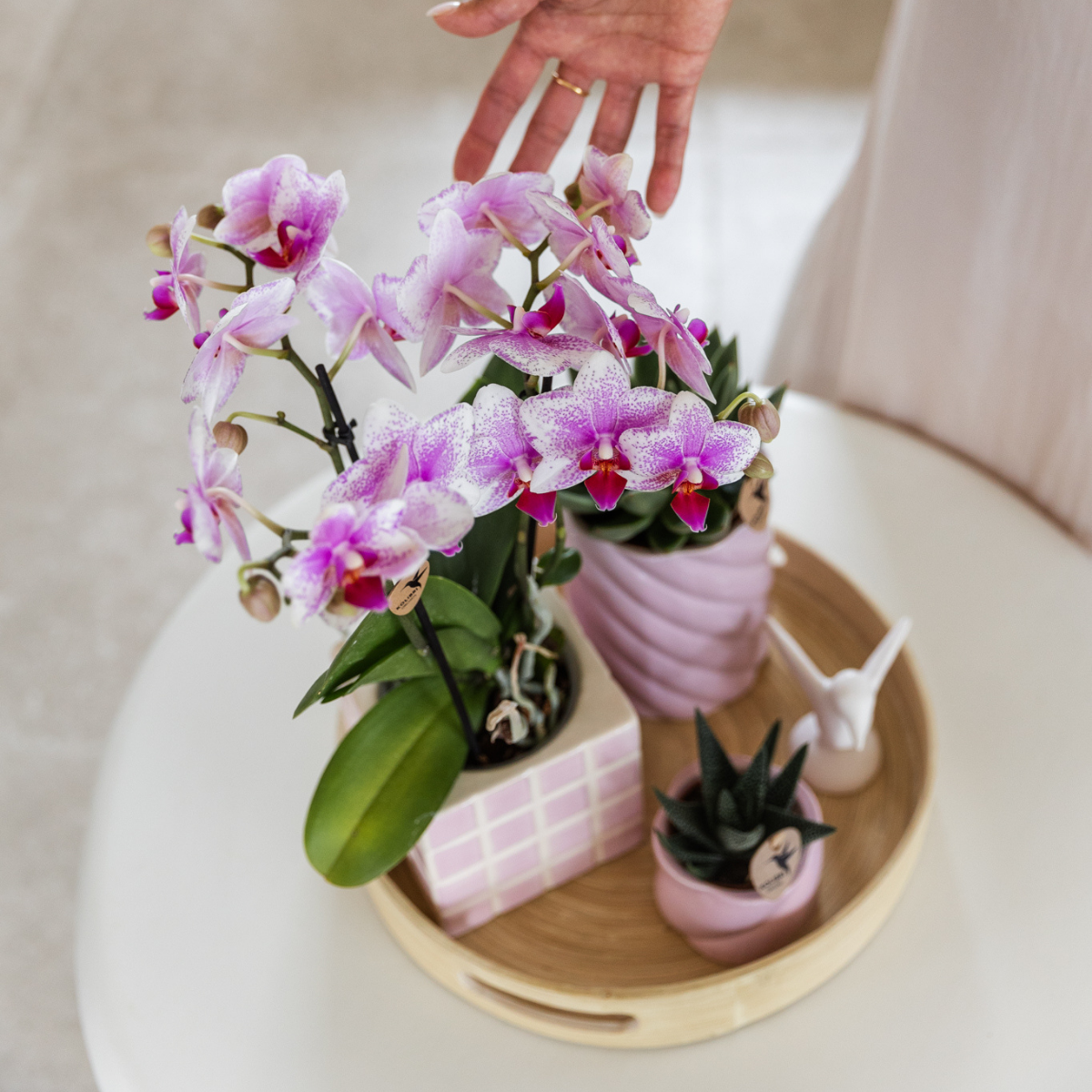 Rosa Phalaenopsis Orchidee - Mineral Rotterdam - Topfgröße Ø9cm | blühende Topfpflanze - frisch vom Züchter