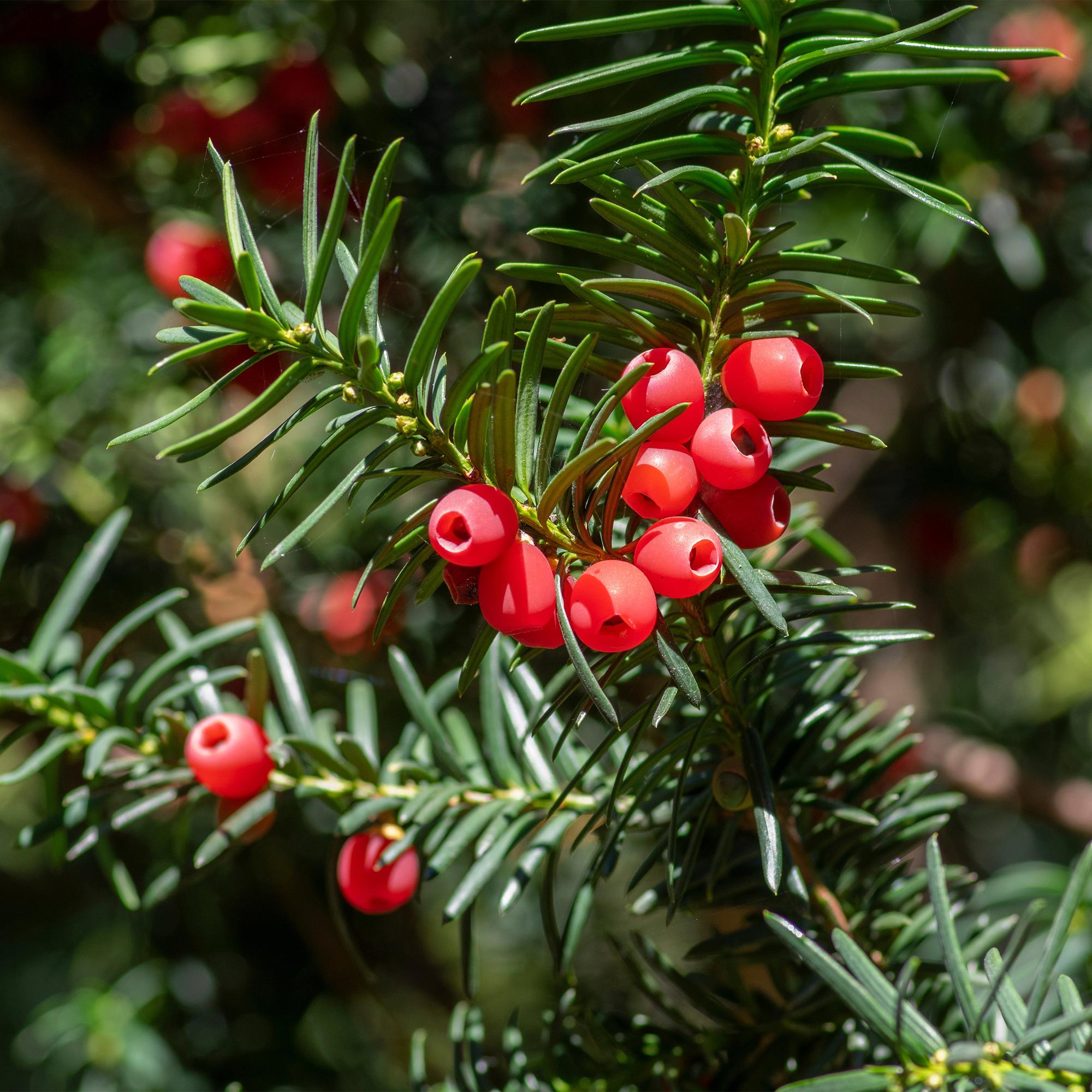 6x Europäische Eibe - Taxus baccata | 6 Pflanzen - 1 laufender Meter | Topf 17cm - Höhe 60cm