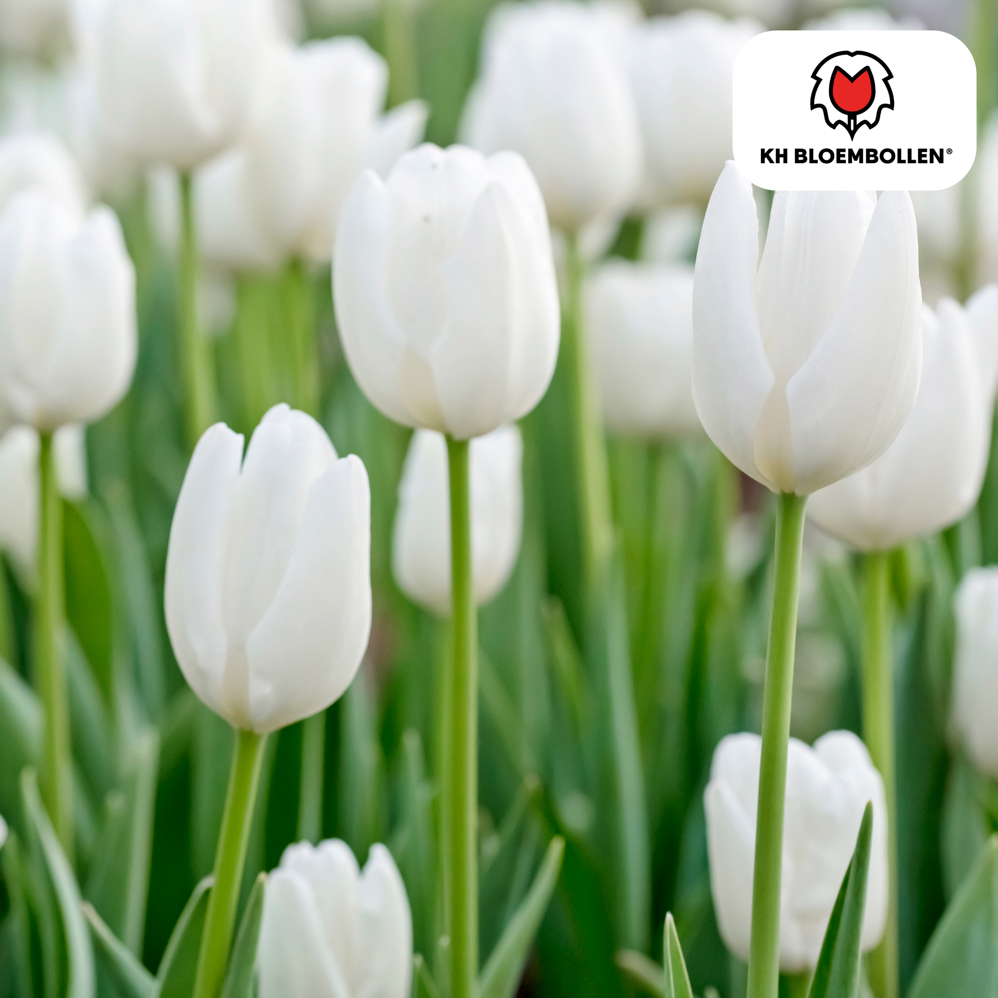 Tulpenzwiebeln Catherina – 20 Stück | Größe 11/12