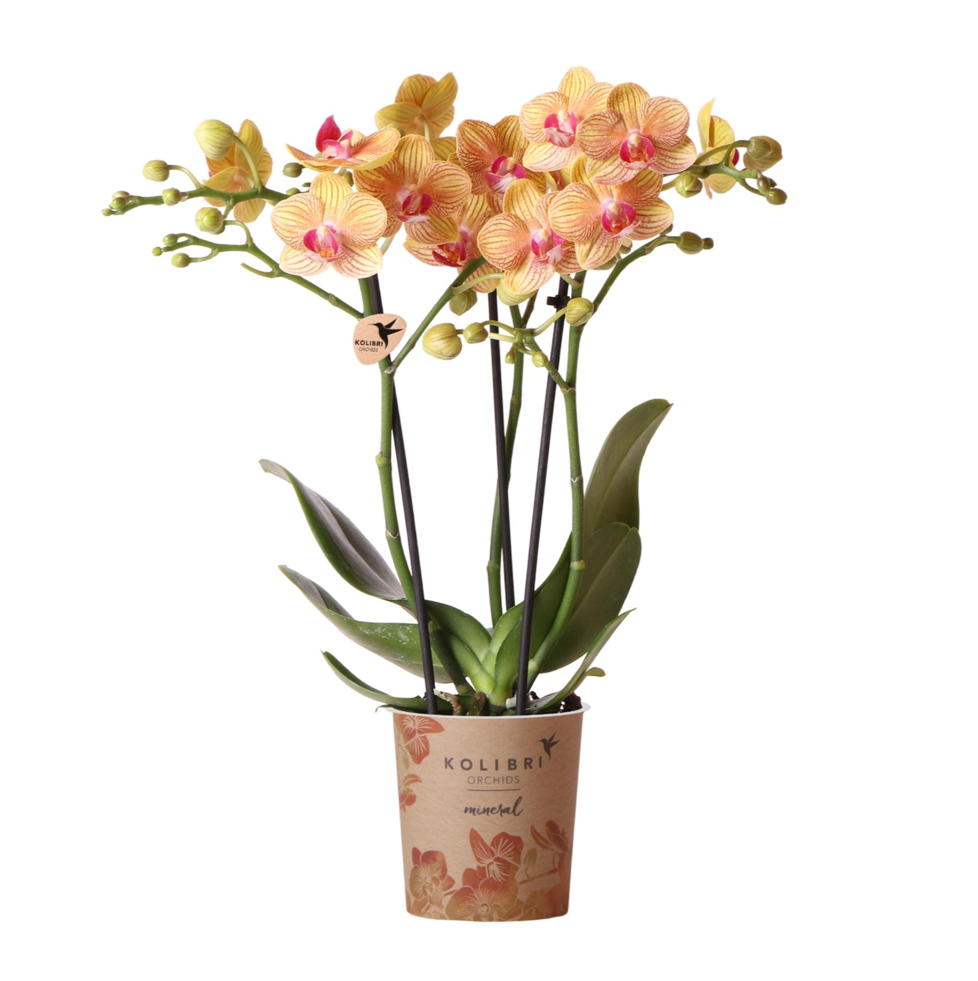 Orange Phalaenopsis Orchidee Topfgröße Ø9cm | Jamaica | blühende Zimmerpflanze - frisch vom Züchter