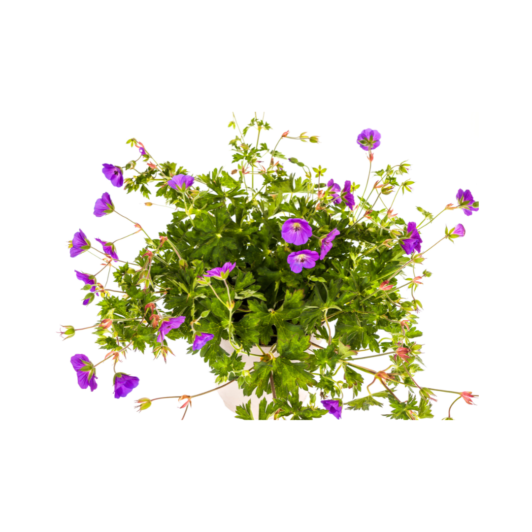 Rosannas Storchschnabel - Geranium Rozanne Purple | ↕20-30 cm | Ø19 cm