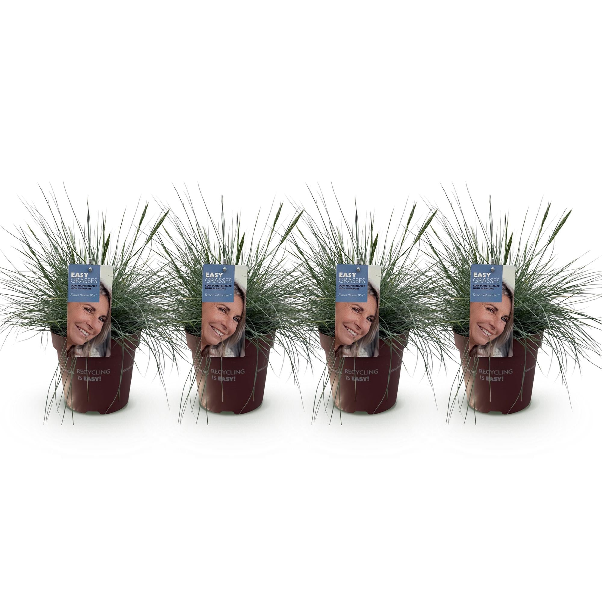 4x Blauschwingel - Festuca glauca Intense Blue | 50 cm | Ø17 cm