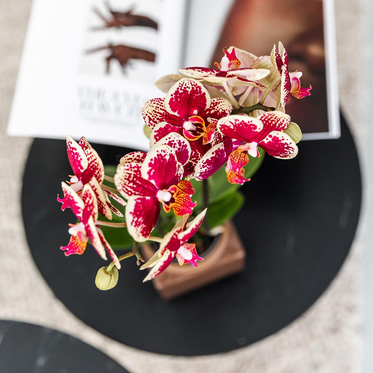 Gelbe rote Phalaenopsis-Orchidee - Spanien - Topfgröße Ø9cm | blühende Zimmerpflanze - frisch vom Züchter