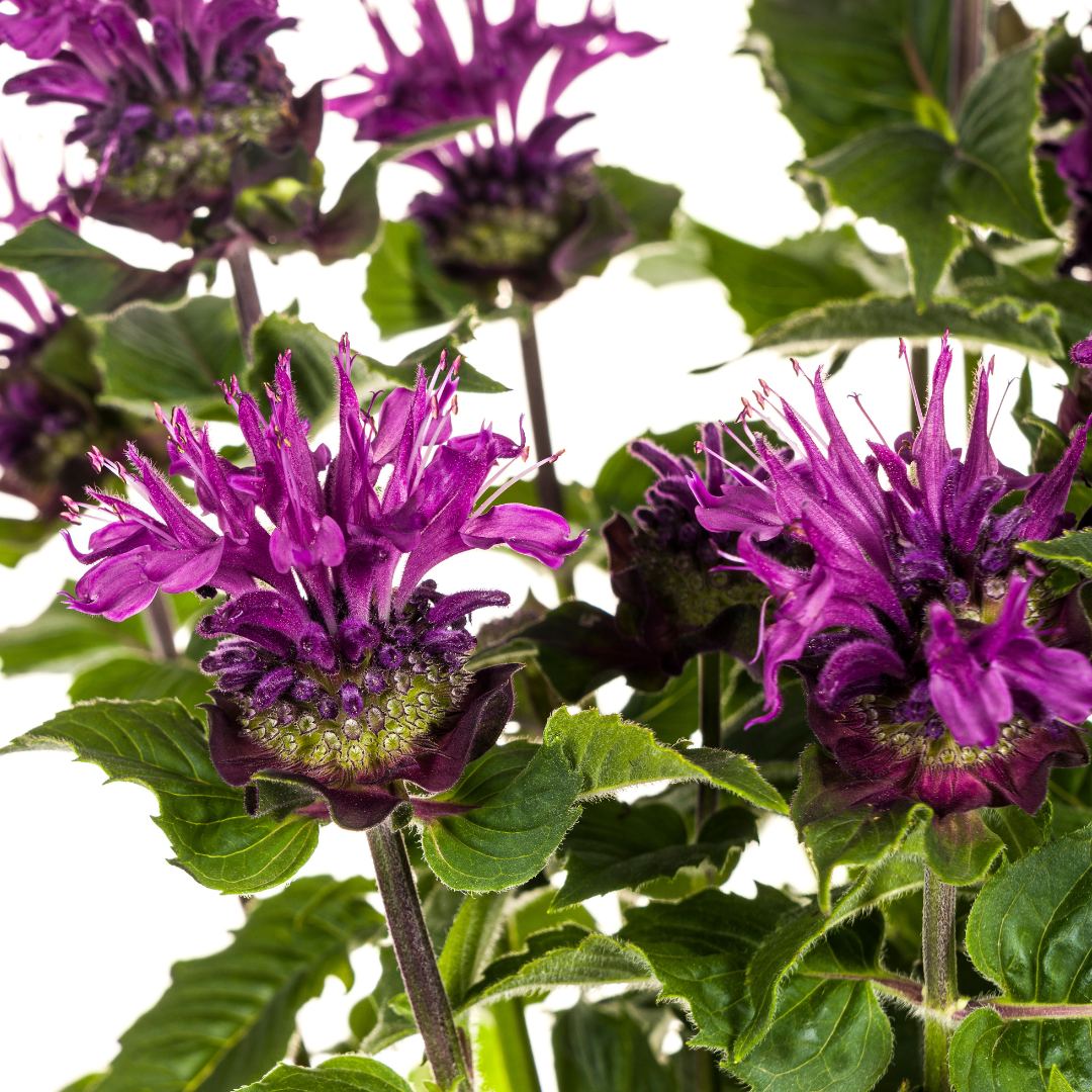 Purpur-Malve - Monarda Didyma Purple | 45-60 cm | Ø19 cm