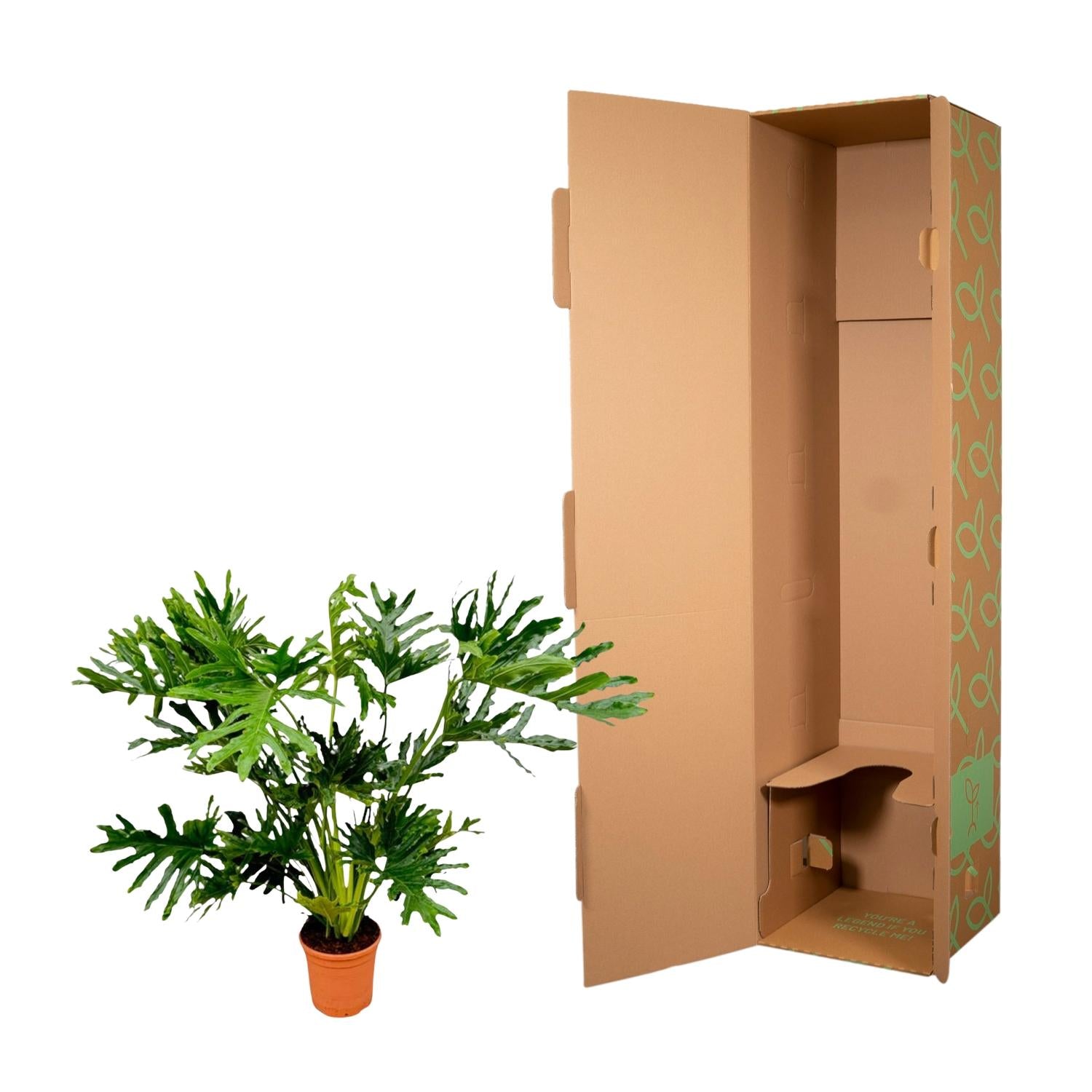 Philodendron Selloum - Baumfreund | 100 cm | Ø24 cm