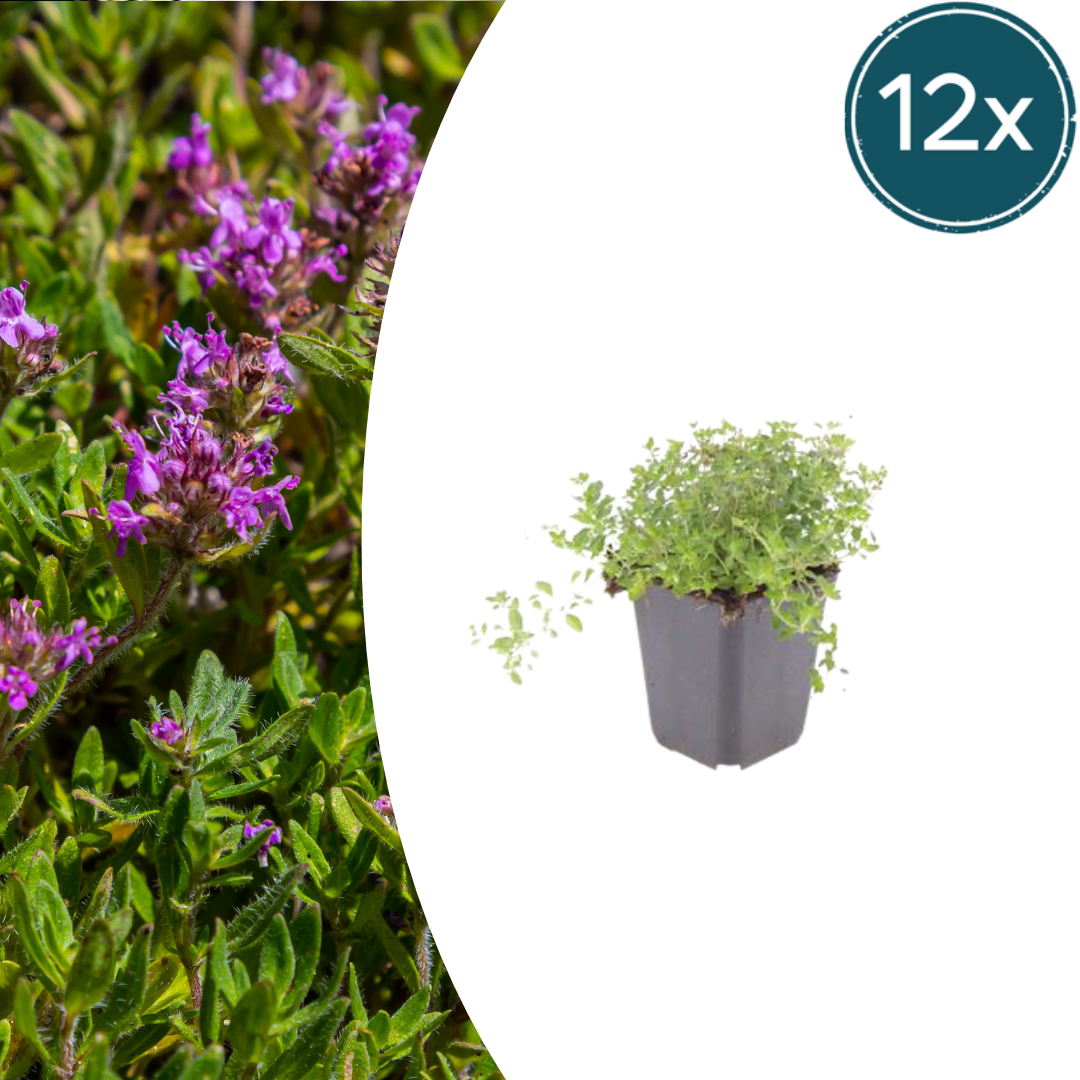 12x Sand-Thymian - Thymus serpyllum | 10-25 cm | Ø9 cm