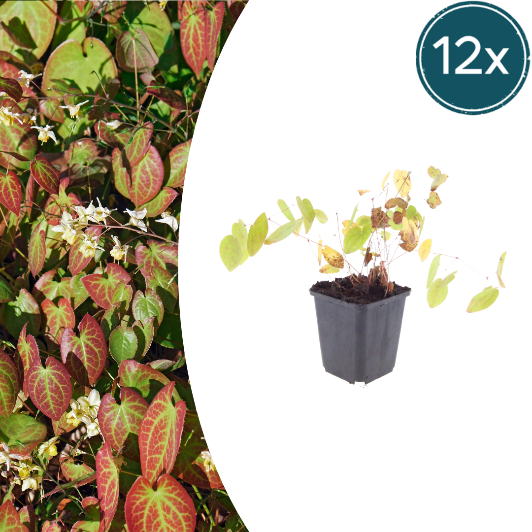 12x Elfenblume - Epimedium × youngianum ‘Niveum’ | 10-25 cm | Ø9 cm