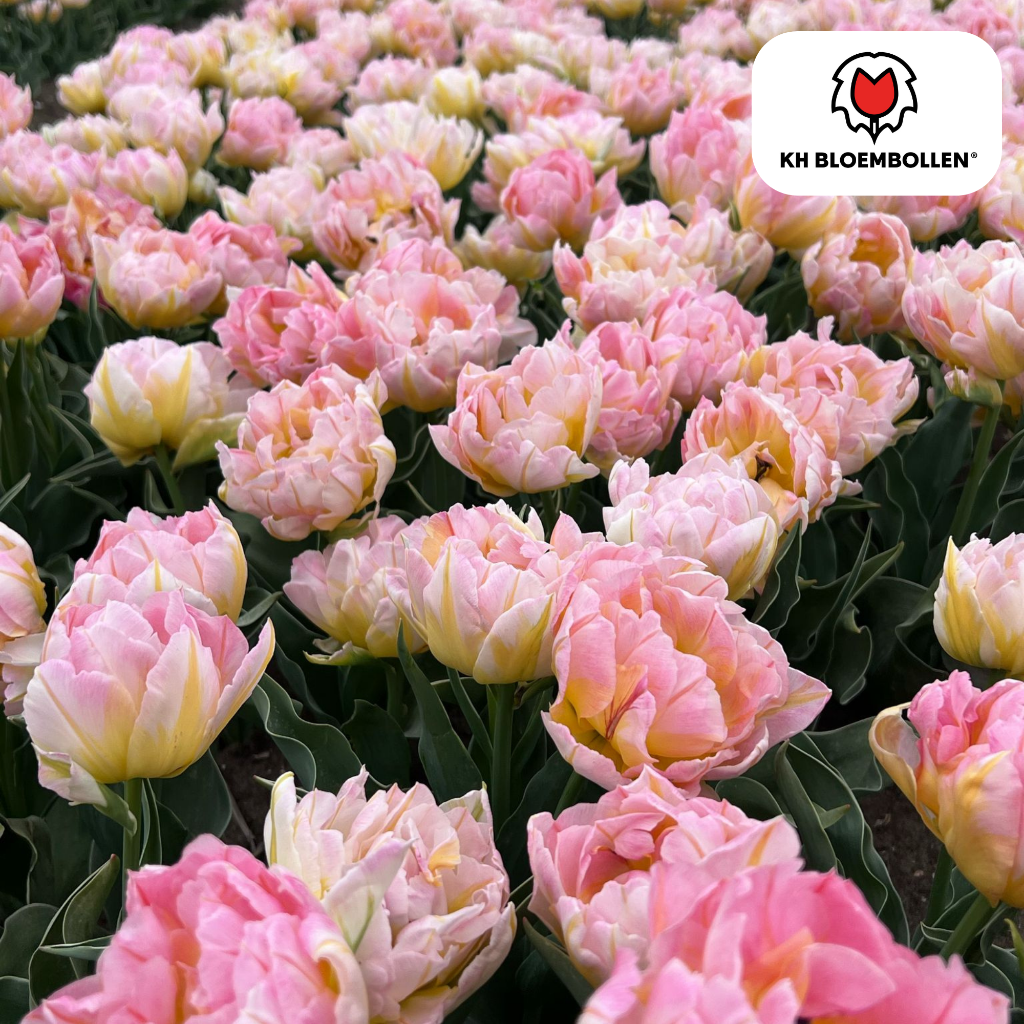 Tulpe Password – Tulipa Password | ca. 40–50 cm | 20 Zwiebeln Größe 11/12