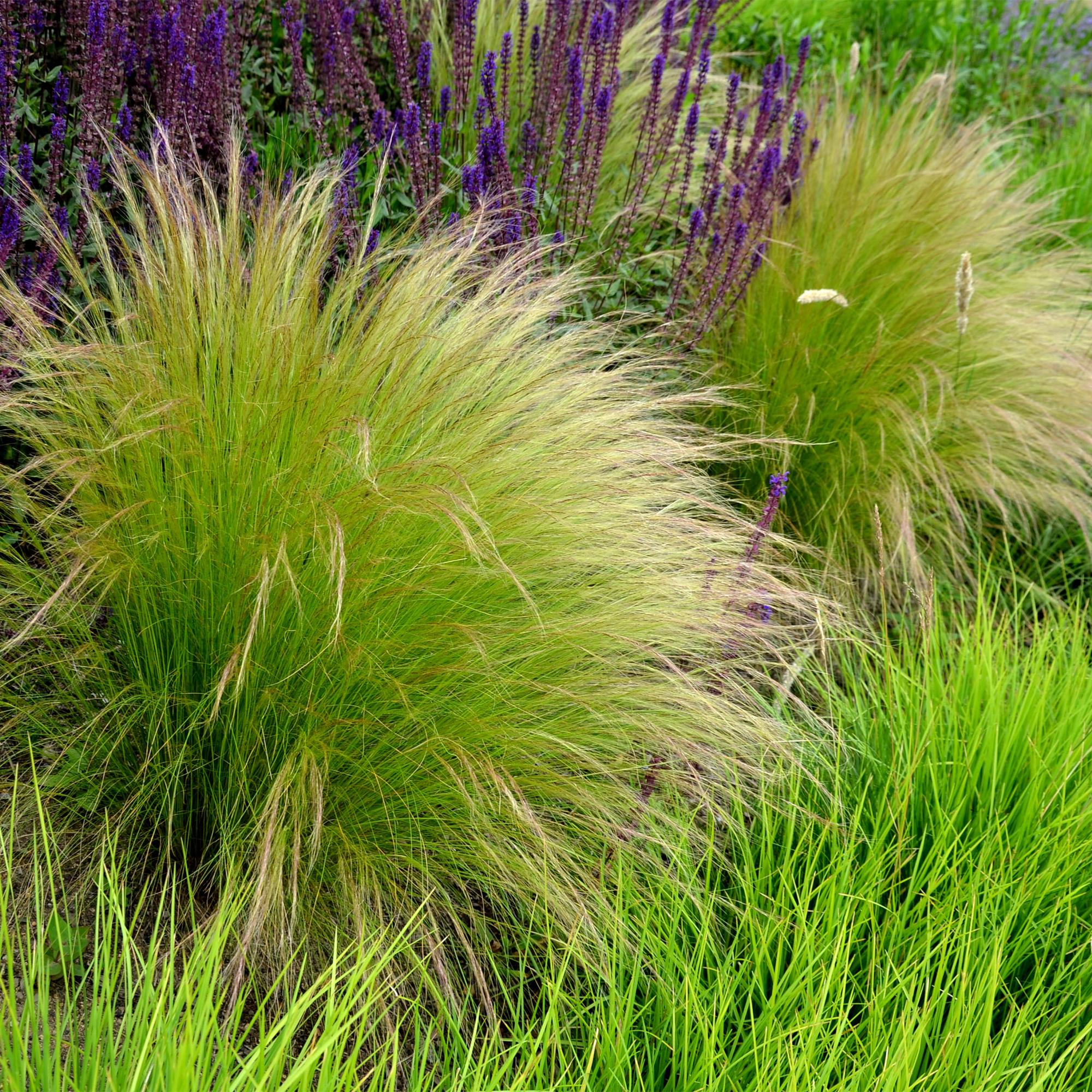 4x Federgras - Stipa tenuissima Pony Tails | 50 cm | Ø17 cm