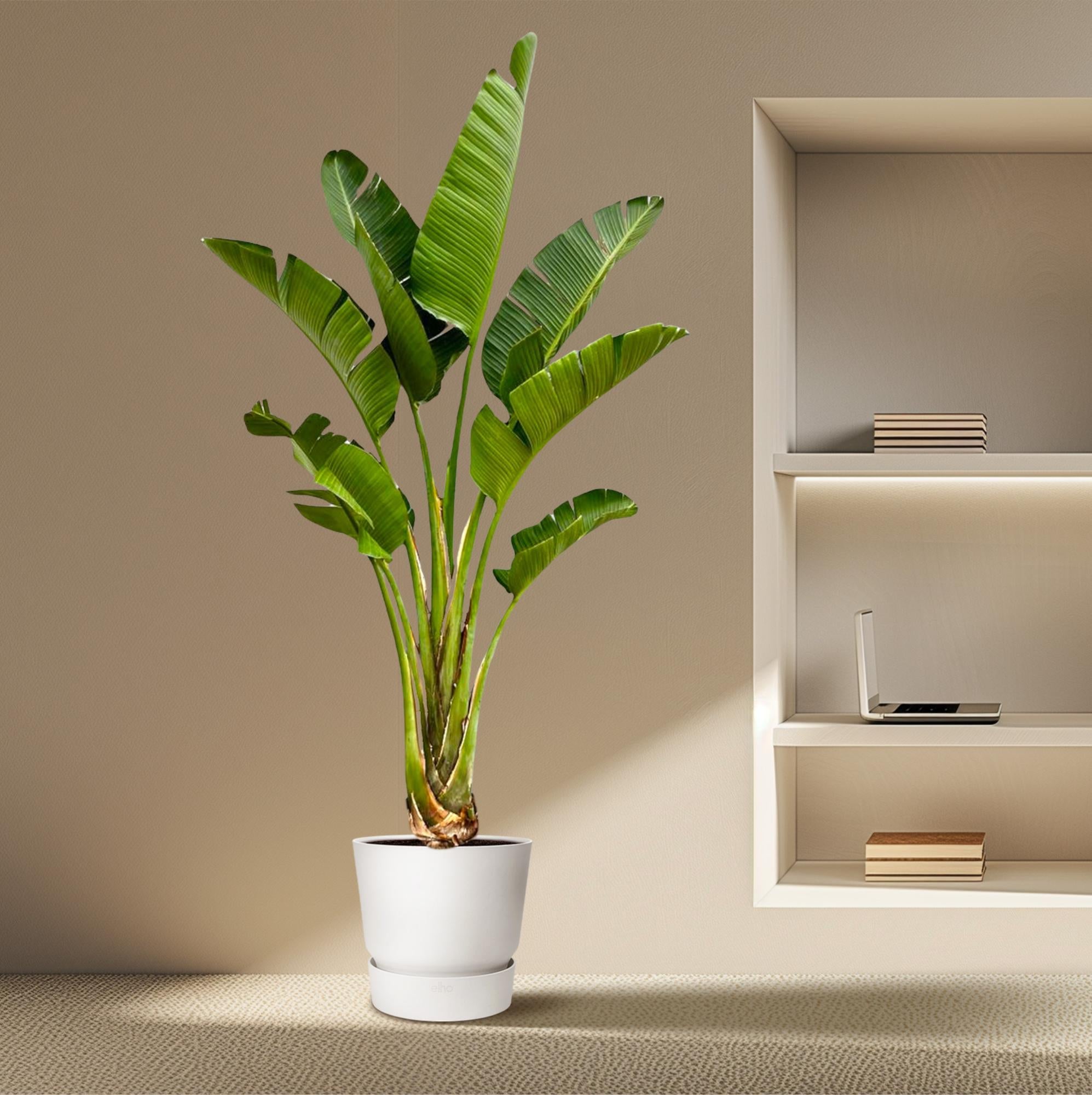 Strelitzia Augusta - Weiße Paradiesvogelblume XXL | 250 cm | Ø45 cm