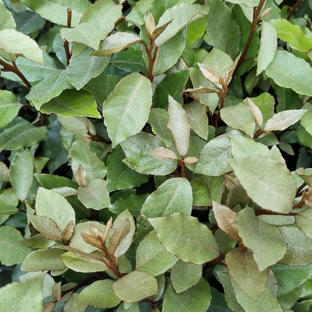 25x Große Ölweide – für 10 Meter Hecke | Elaeagnus ebbingei | 100–125 cm hoch | 12 L Topf