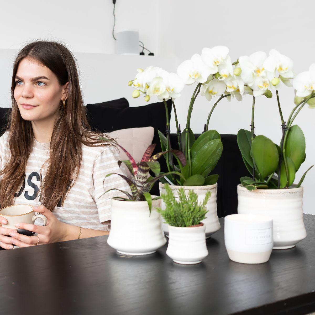 Weiße Phalaenopsis Orchidee Topfgröße - Jewel Ghent - Topfgröße Ø12cm | blühende Zimmerpflanze - frisch vom Züchter