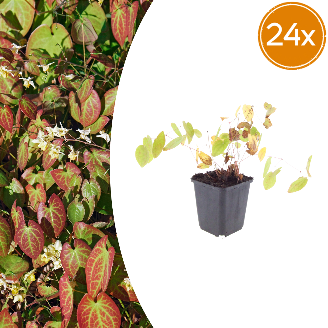 24x Elfenblume - Epimedium × youngianum ‘Niveum’ | 10-25 cm | Ø9 cm