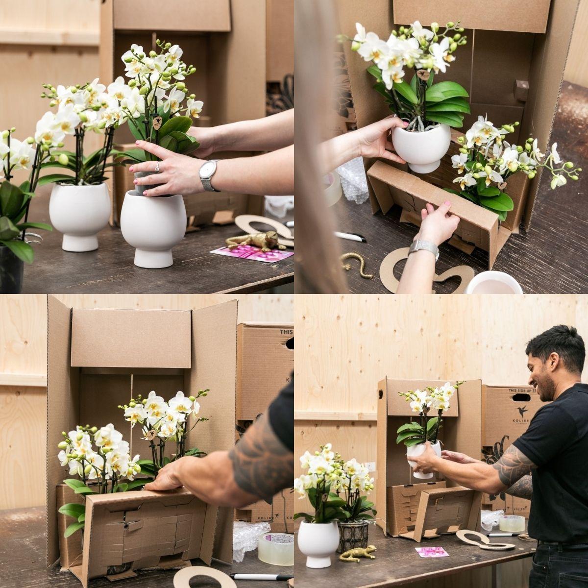 Orange Phalaenopsis Orchidee - Mineral Bolzano - Topfgröße Ø9cm | blühende Topfpflanze - frisch vom Züchter