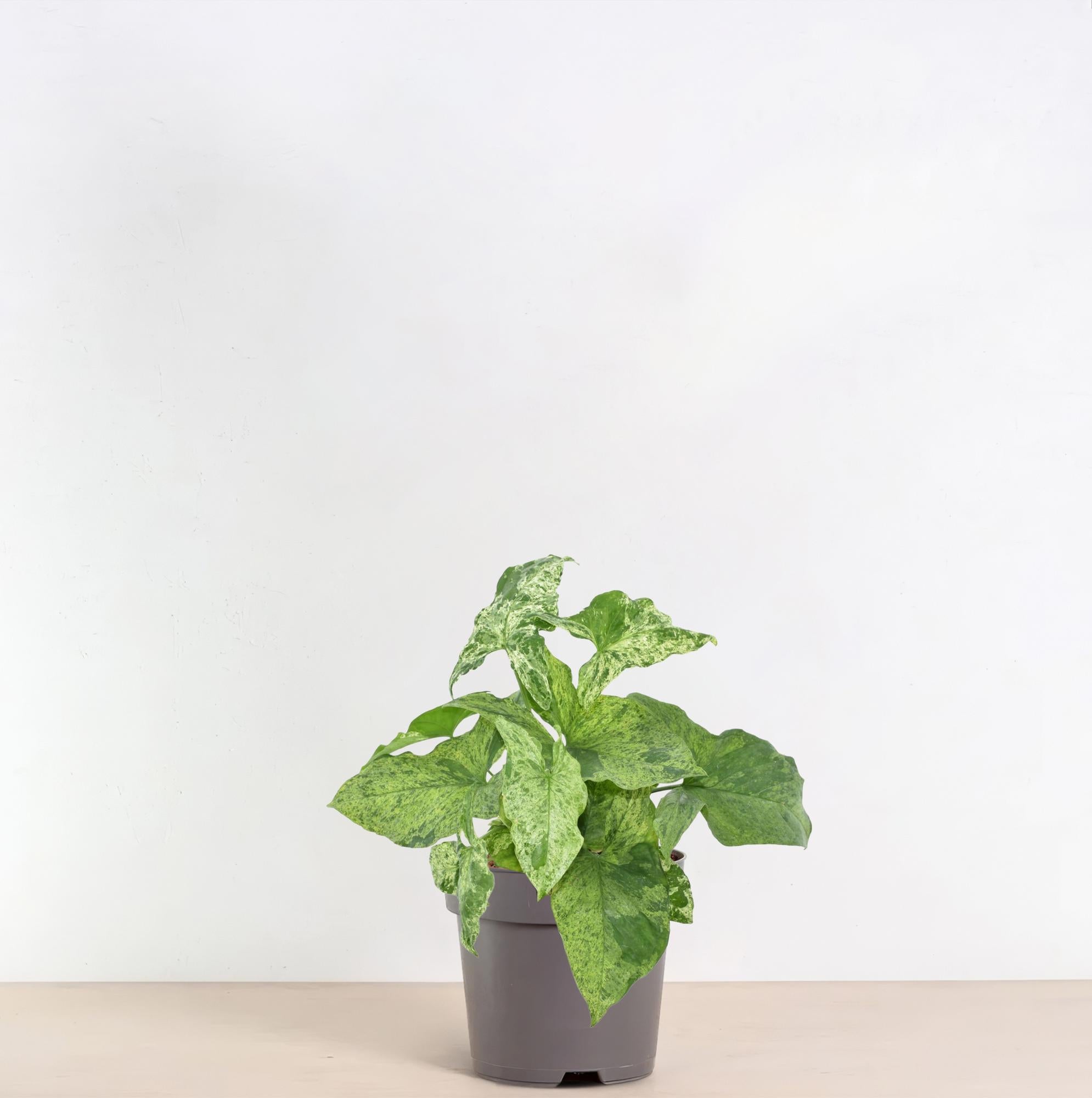 Pfeilblatt - Syngonium Mottled | 25 cm | Ø12 cm