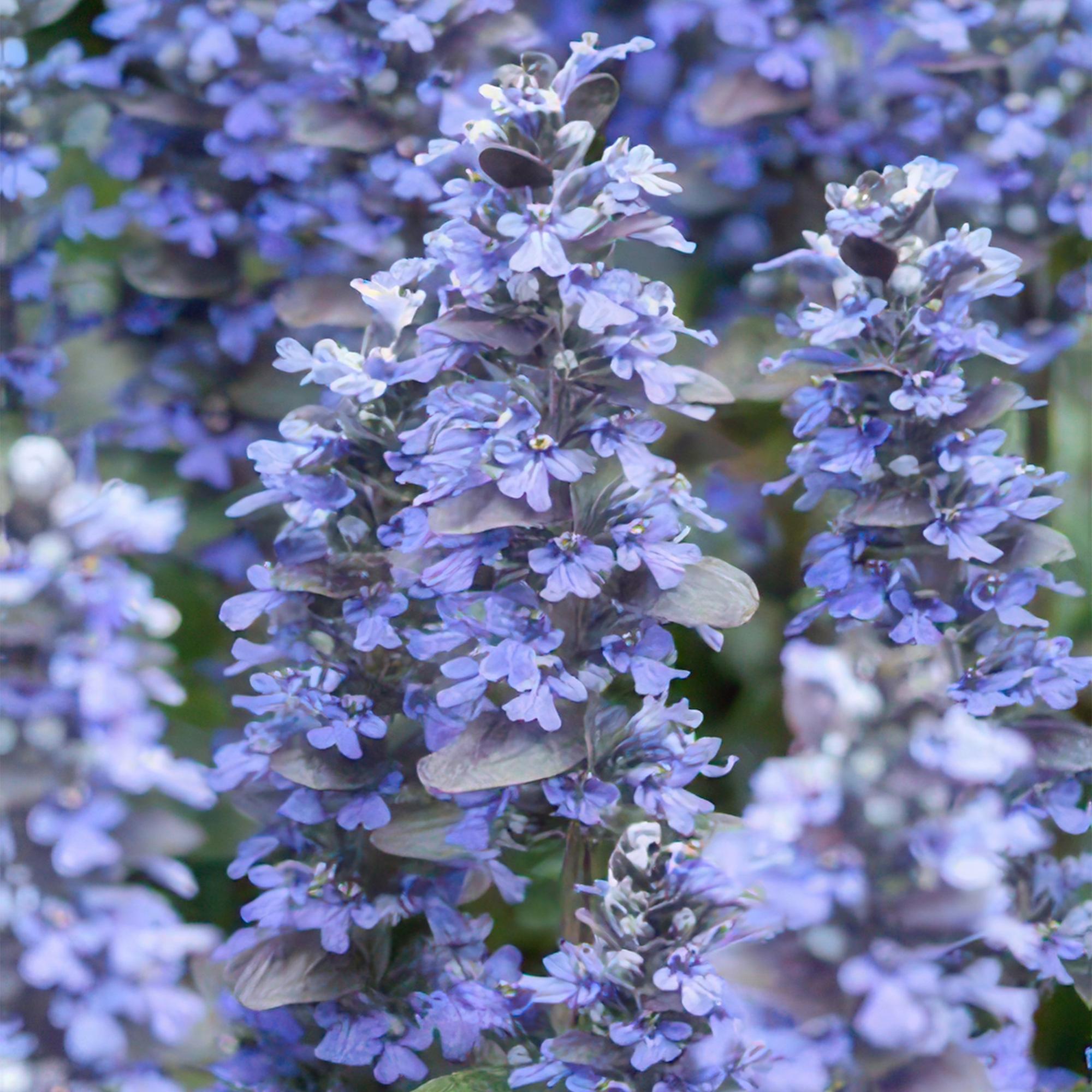 48x Kriechender Günsel - Ajuga reptans 'Burgundy Glow' | ↕10-25cm | Ø9cm