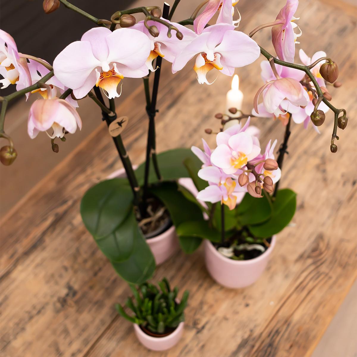 Rosa Phalaenopsis Orchidee -Mineral Kikion - Topfgröße Ø12cm | blühende Zimmerpflanze - frisch vom Züchter