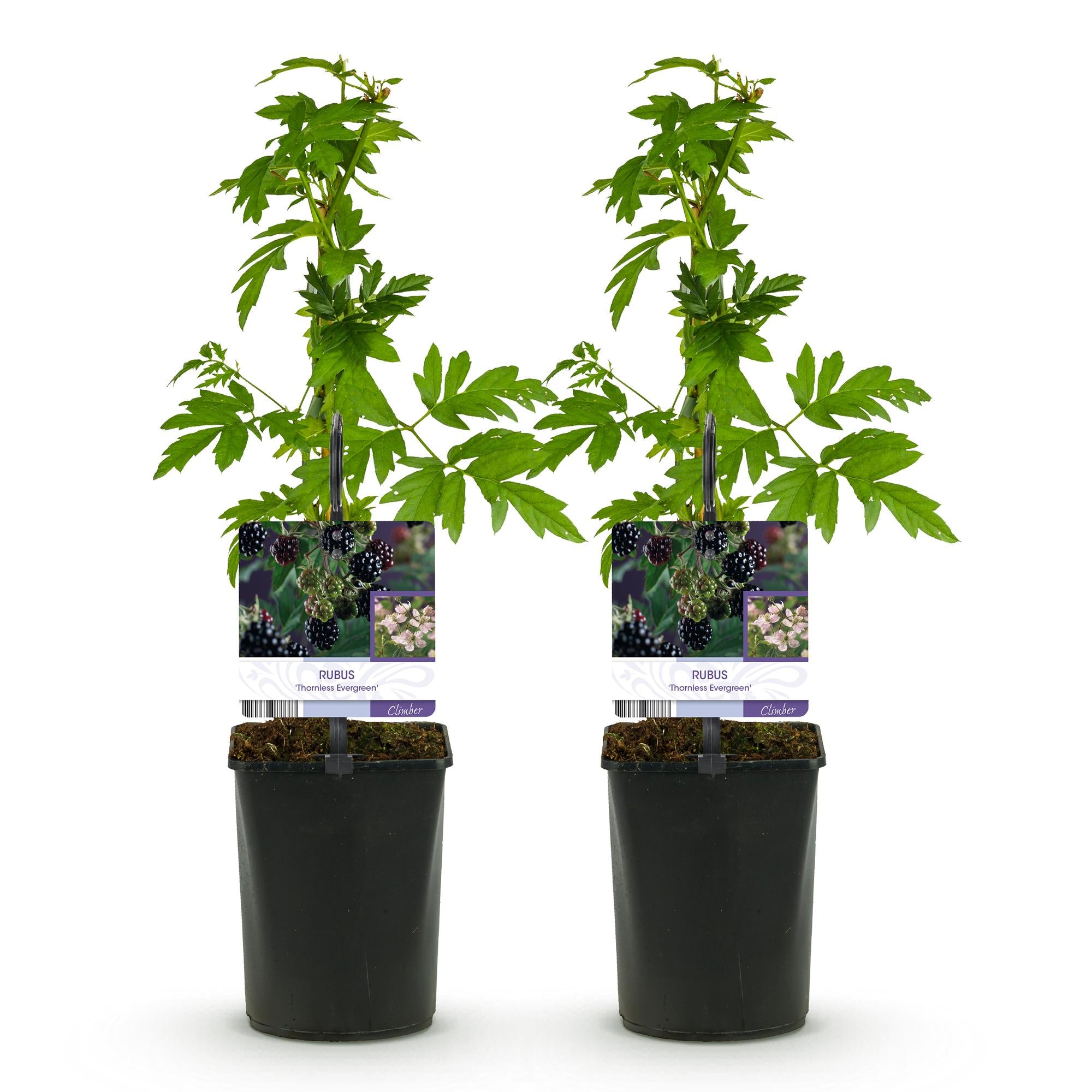 2x Schwarze Brombeere - Rubus Thornfree Evergreen | 2 Pflanzen | Topf 11cm Höhe 40cm