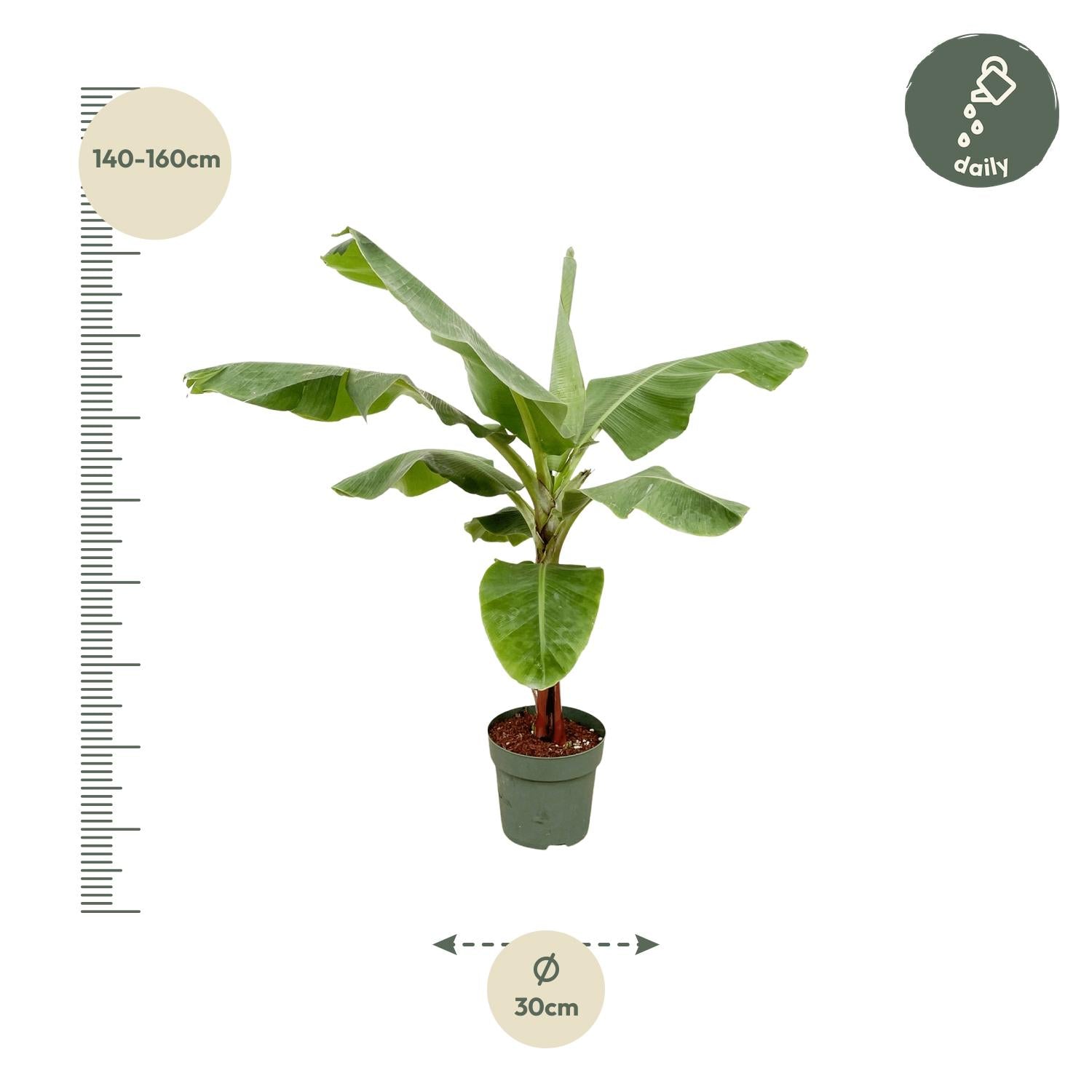 Bananenpflanze – Musa | 170 cm | Ø30 cm