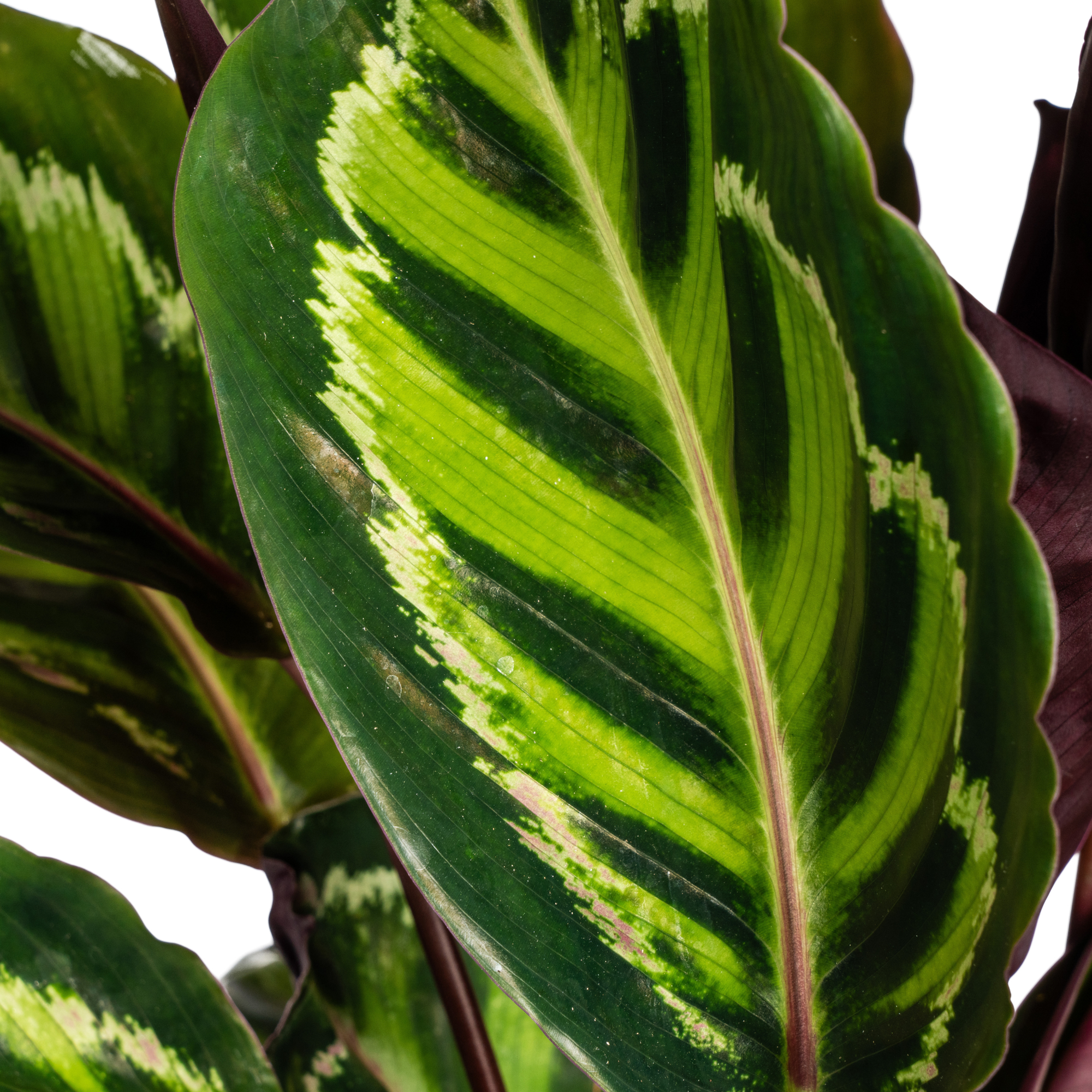 Korbmarante - Calathea Roseopicta | 40 - 50cm | Ø17cm