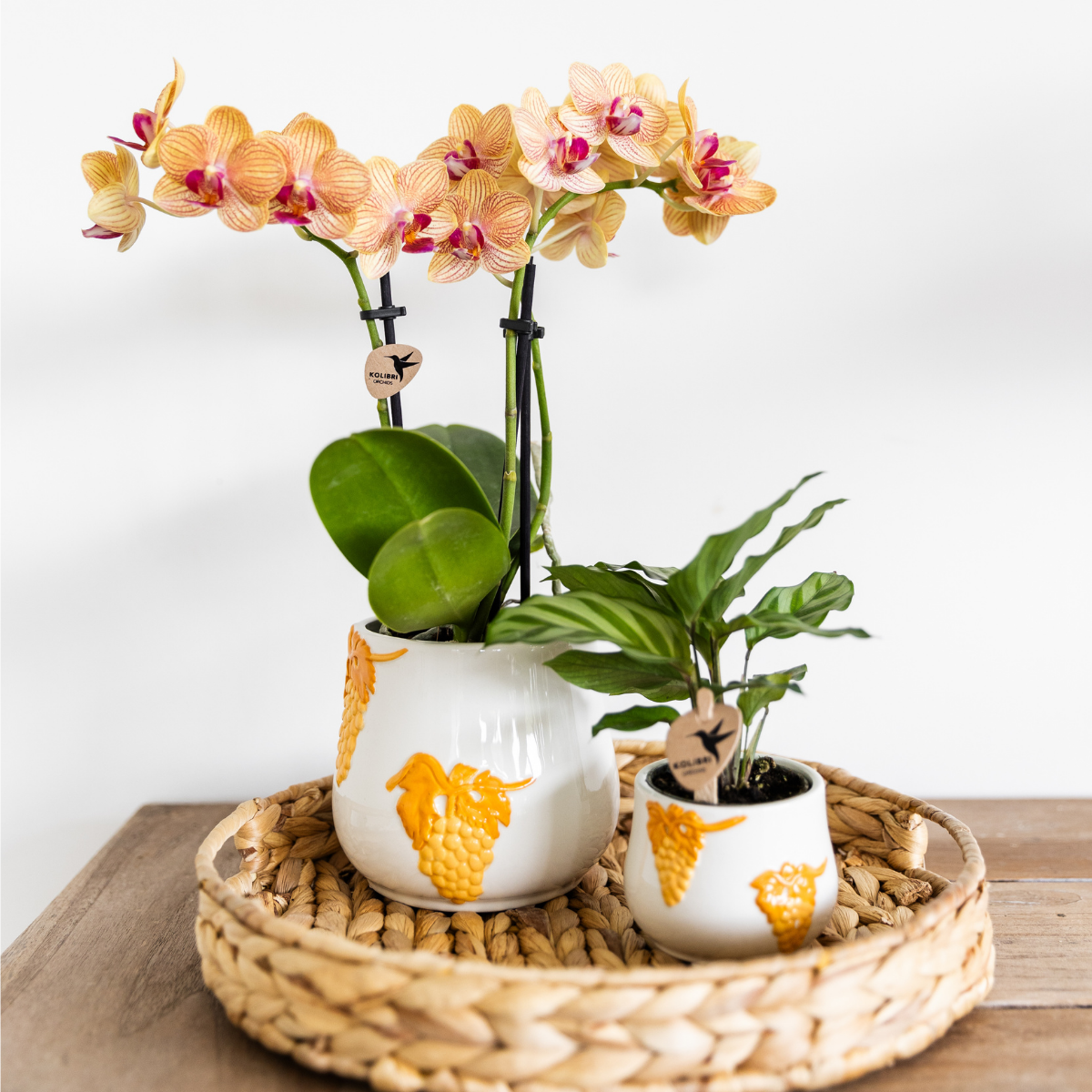 Orange Phalaenopsis Orchidee Topfgröße Ø9cm | Jamaica | blühende Zimmerpflanze - frisch vom Züchter