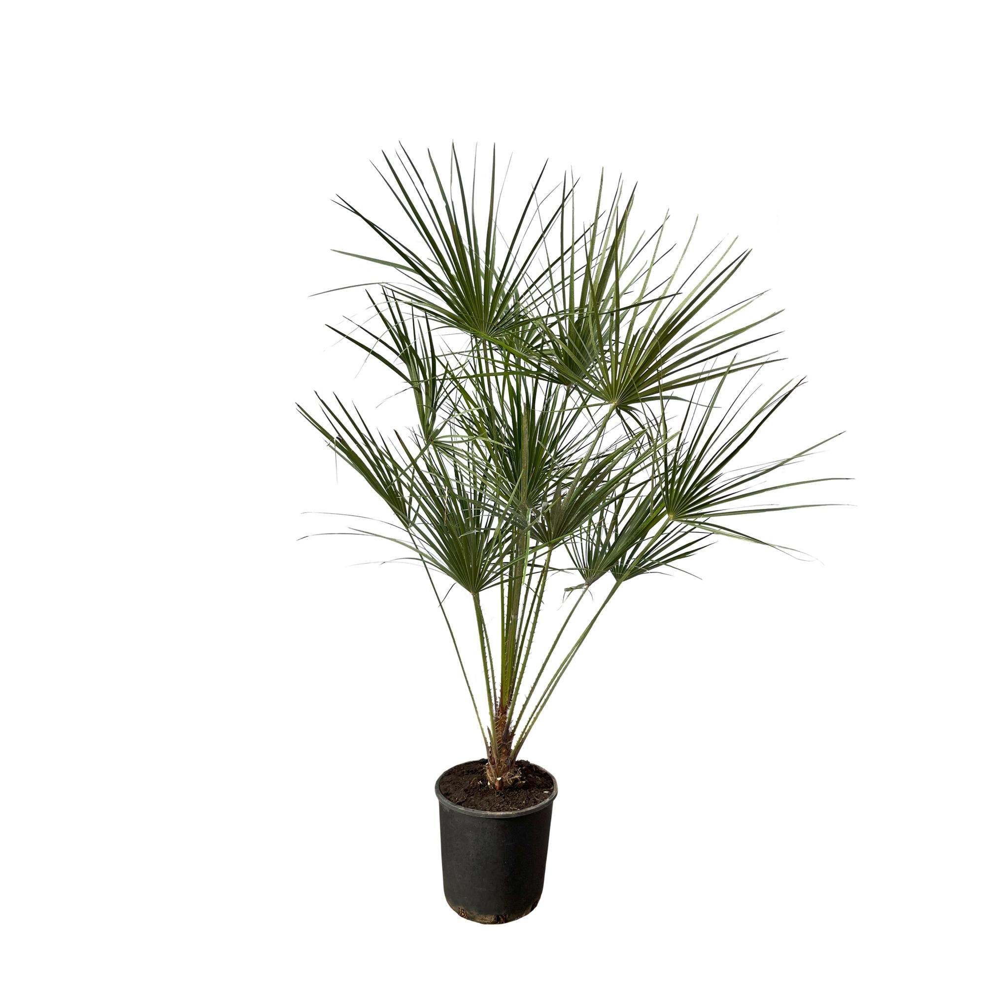 Europäische Zwergpalme auf Stamm - Chamaerops Humilis | 160 cm | Ø24cm