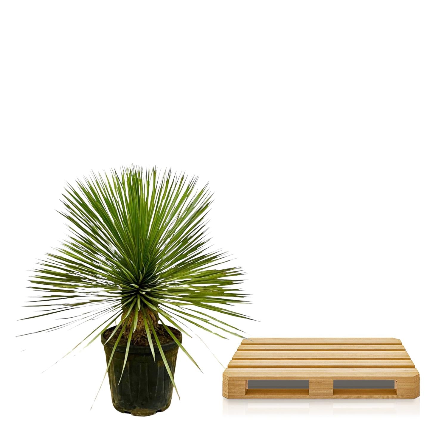 Yucca Rostrata auf Stamm - Beaked Yucca | 70 cm | Ø27 cm