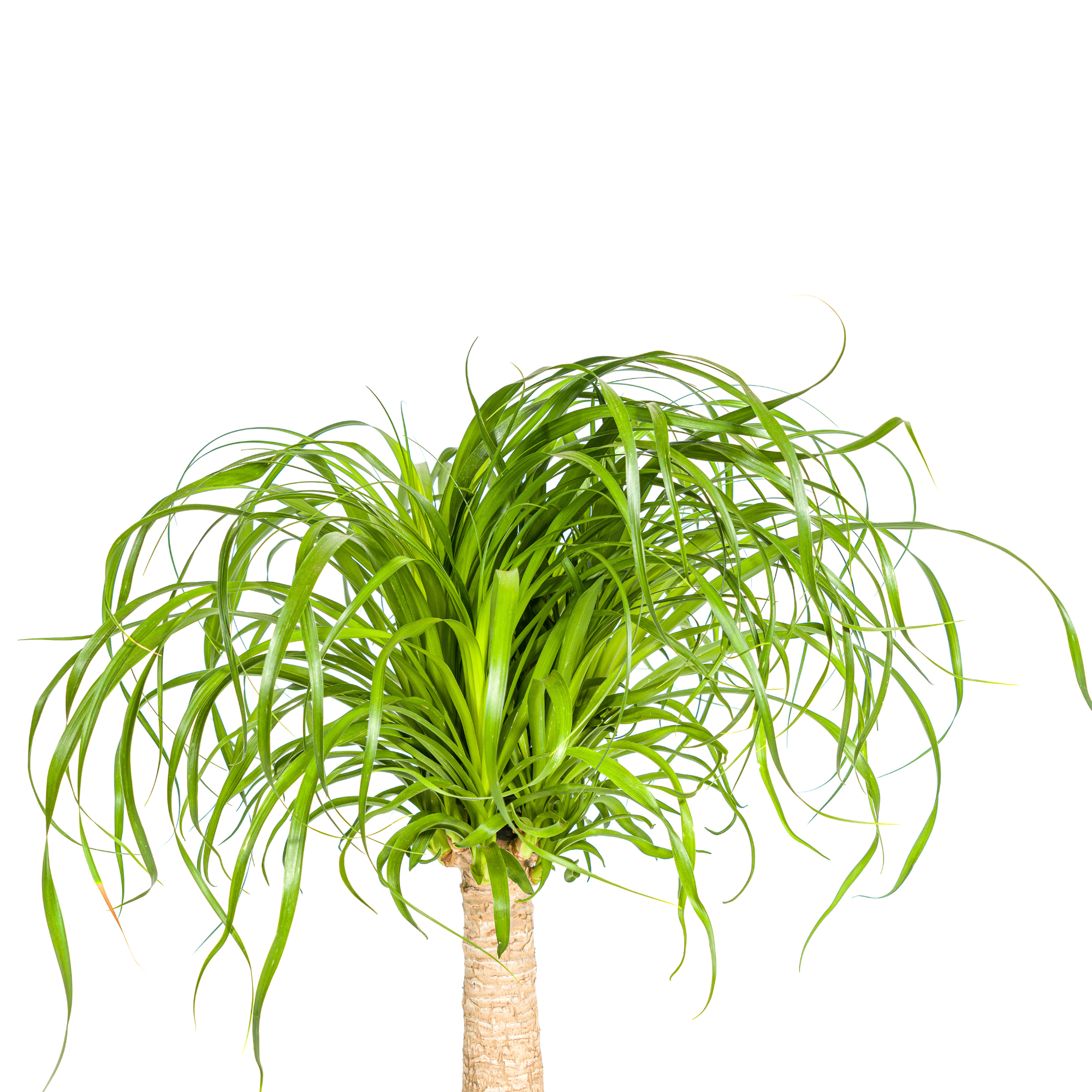 Elefantenfuß – Beaucarnea Recurvata | 60–80 cm | Ø21 cm