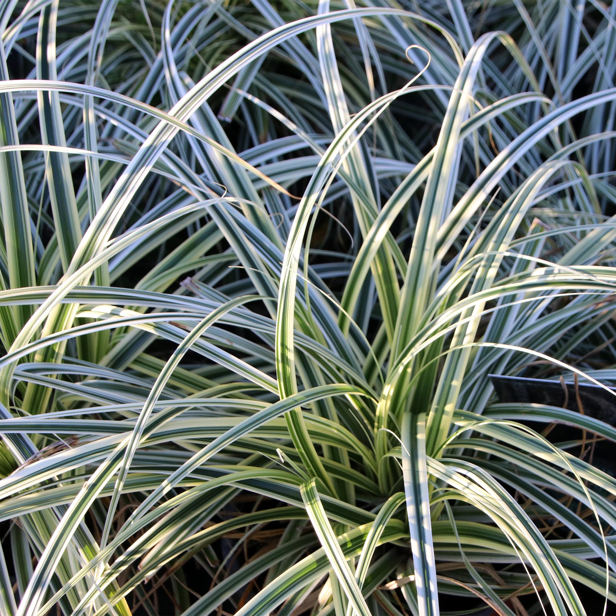 4x Japan-Segge - Carex oshimensis Everest | 50 cm | Ø17 cm
