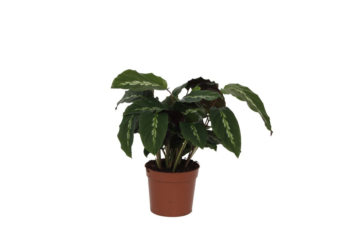 Korbmarante - Calathea Maui Queen | 35 cm | Ø12cm