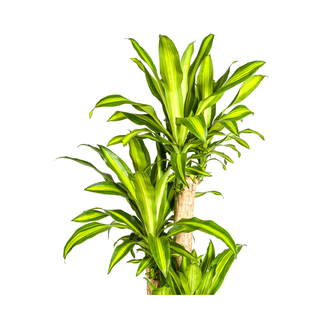 Duftender Drachenbaum - Dracaena Fragrans Massangeana | 170 - 190cm | Ø30cm